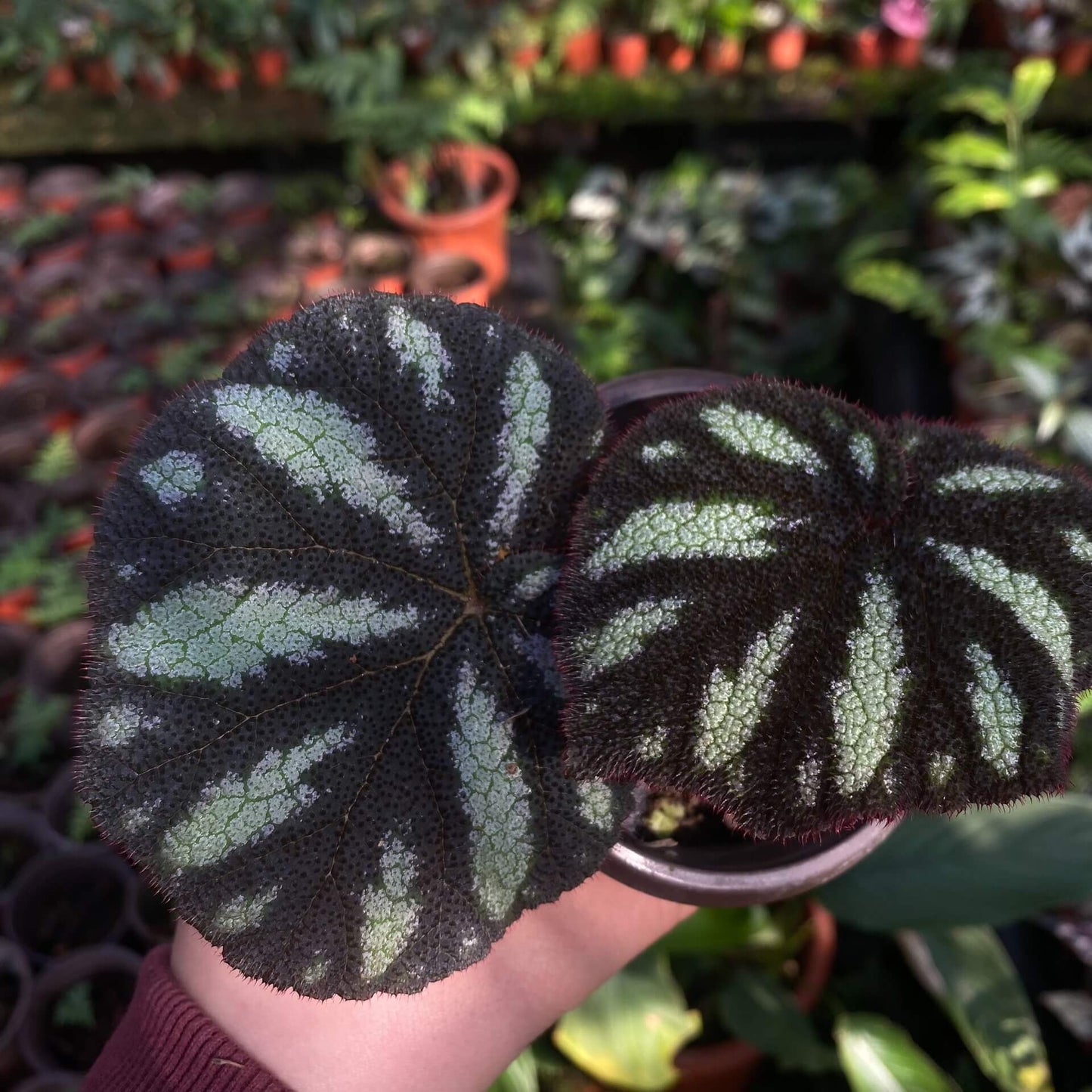 Begonia versicolor Black and White Form is a captivating rhizomatous begonia native to the humid, shaded slopes of Yunnan Province in China. Known for its striking foliage, this begonia is especially beloved by plant enthusiasts who cultivate terrariums or indoor tropical gardens. The leaves of this variety are primarily black, adorned with stunning white spots that create a dramatic contrast.