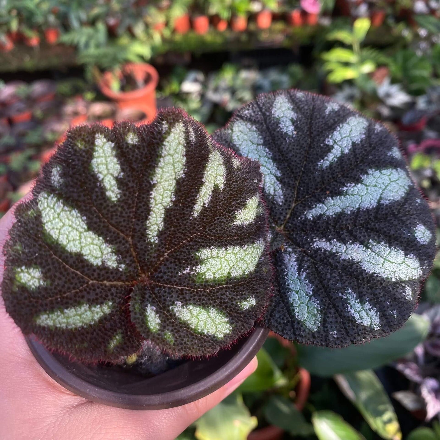 Begonia versicolor Black and White Form is a captivating rhizomatous begonia native to the humid, shaded slopes of Yunnan Province in China. Known for its striking foliage, this begonia is especially beloved by plant enthusiasts who cultivate terrariums or indoor tropical gardens. The leaves of this variety are primarily black, adorned with stunning white spots that create a dramatic contrast.