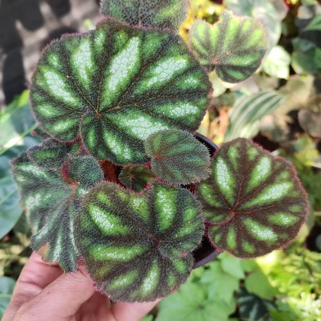 Begonia versicolor Green White Black Form is a captivating rhizomatous begonia native to the humid, shaded slopes of Yunnan Province in China. This species is renowned for its striking foliage and is a favorite among plant enthusiasts, especially those cultivating terrariums or indoor tropical gardens. The leaves of this begonia exhibit a stunning mix of green, white, and black hues, creating a unique and eye-catching color combination.