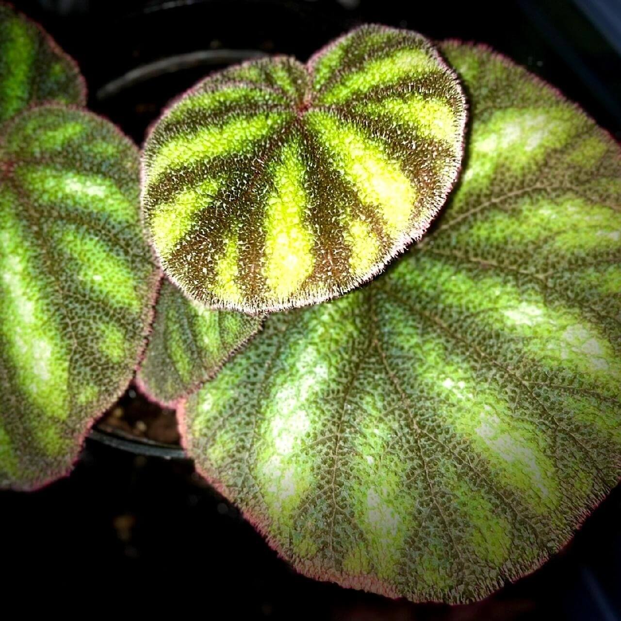 Begonia versicolor Green White Black Form is a captivating rhizomatous begonia native to the humid, shaded slopes of Yunnan Province in China. This species is renowned for its striking foliage and is a favorite among plant enthusiasts, especially those cultivating terrariums or indoor tropical gardens. The leaves of this begonia exhibit a stunning mix of green, white, and black hues, creating a unique and eye-catching color combination.