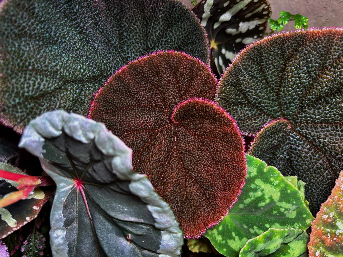 Begonia versicolor Red and Black Form is a stunning rhizomatous begonia native to the humid, shaded slopes of Yunnan Province in China. This striking plant is adored by plant enthusiasts for its bold, dynamic foliage and is an ideal choice for those cultivating terrariums or indoor tropical gardens. As the leaves mature, they transition from a deep red to an intriguing red and black color, with soft pink fuzz along the edges and surface that enhances its visual appeal.