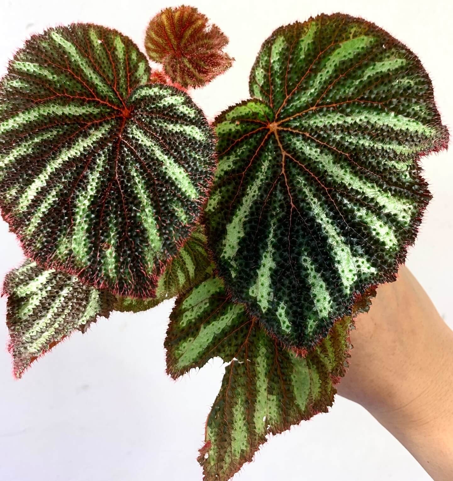 Begonia versicolor Vietnam is a striking rhizomatous species from the shaded slopes of Vietnam. Its dark leaves feature green and white patterns with vivid red veins and soft red-fuzzed edges. Favored for terrariums and indoor tropical gardens, it thrives in high humidity (over 60%) and low light, making it ideal for experienced growers.