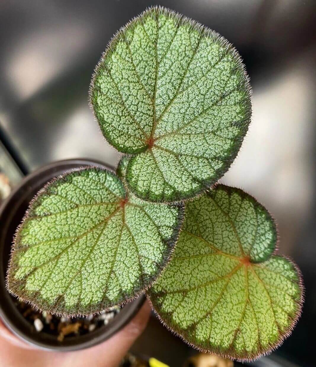Begonia versicolor White with Green-edged Form is a captivating rhizomatous begonia native to the humid, shaded slopes of Yunnan Province in China. Known for its striking foliage, this begonia is a favorite among plant enthusiasts, particularly those cultivating terrariums or indoor tropical gardens. Its heart-shaped leaves are predominantly white with a subtle greenish undertone, featuring a delicate net-like pattern that adds a refined texture.