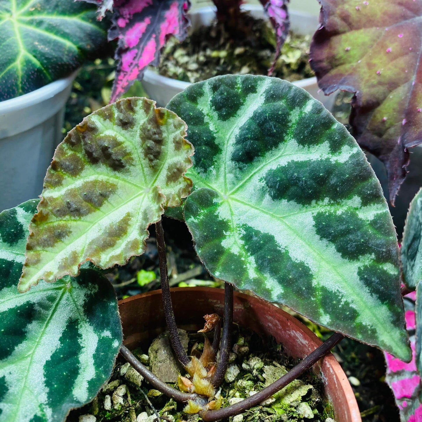 Native to Lang Son, Vietnam, Begonia wiformis is a strikingly beautiful species recently discovered for its unique leaf structure and vibrant colors. With its dark, bullated black margins and smooth, green veins, this begonia offers an eye-catching contrast that makes it a perfect addition to any plant collection.