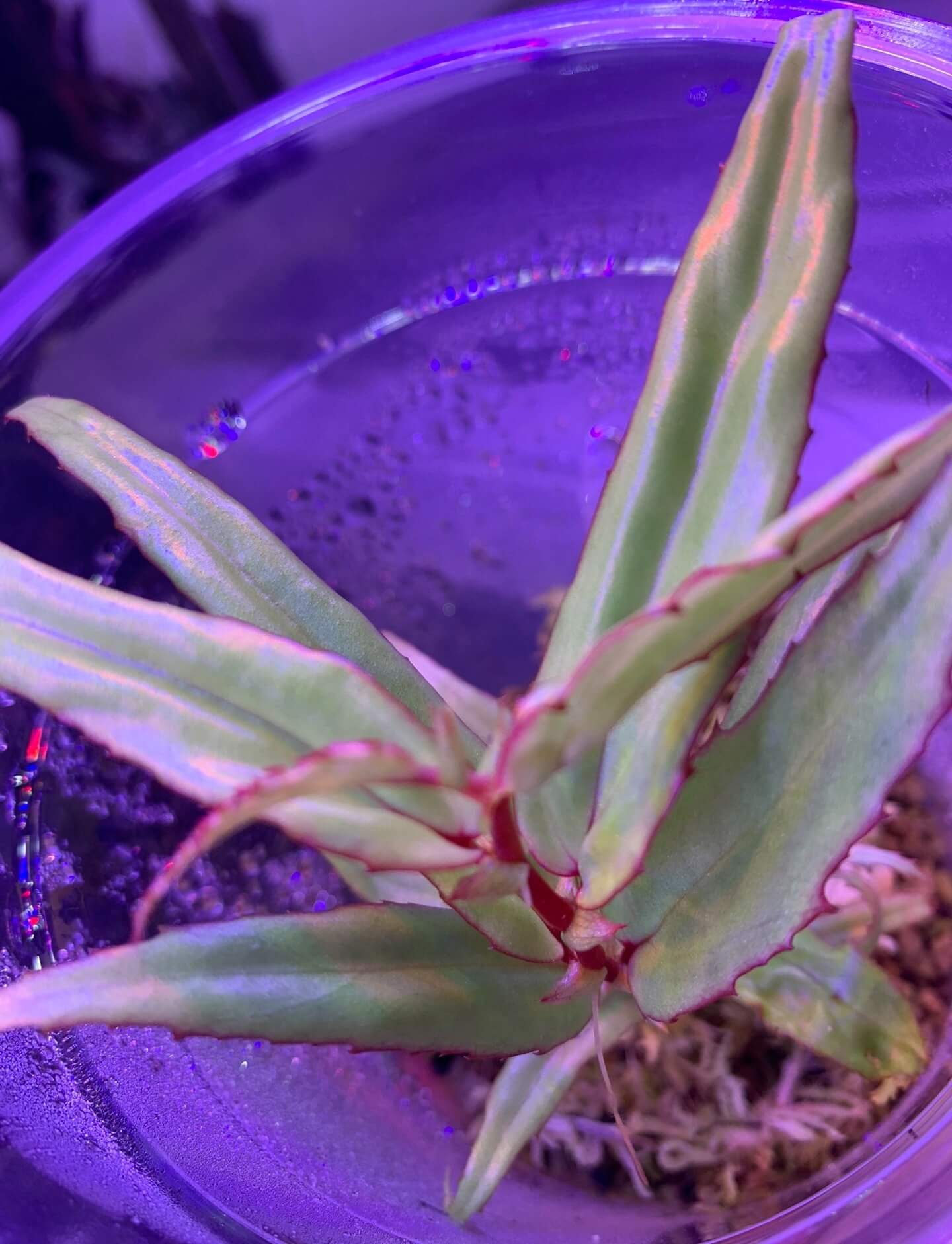 Begonia xiphophylla is a stunning and unique species known for its sword-shaped, glossy green leaves with a delicate red border. Its striking appearance, combined with its rare beauty, makes it a perfect choice for plant collectors looking to add something truly special to their collection. Native to the humid environments of Borneo, it thrives in high humidity and is best suited for experienced plant enthusiasts who can provide the specific care it requires.