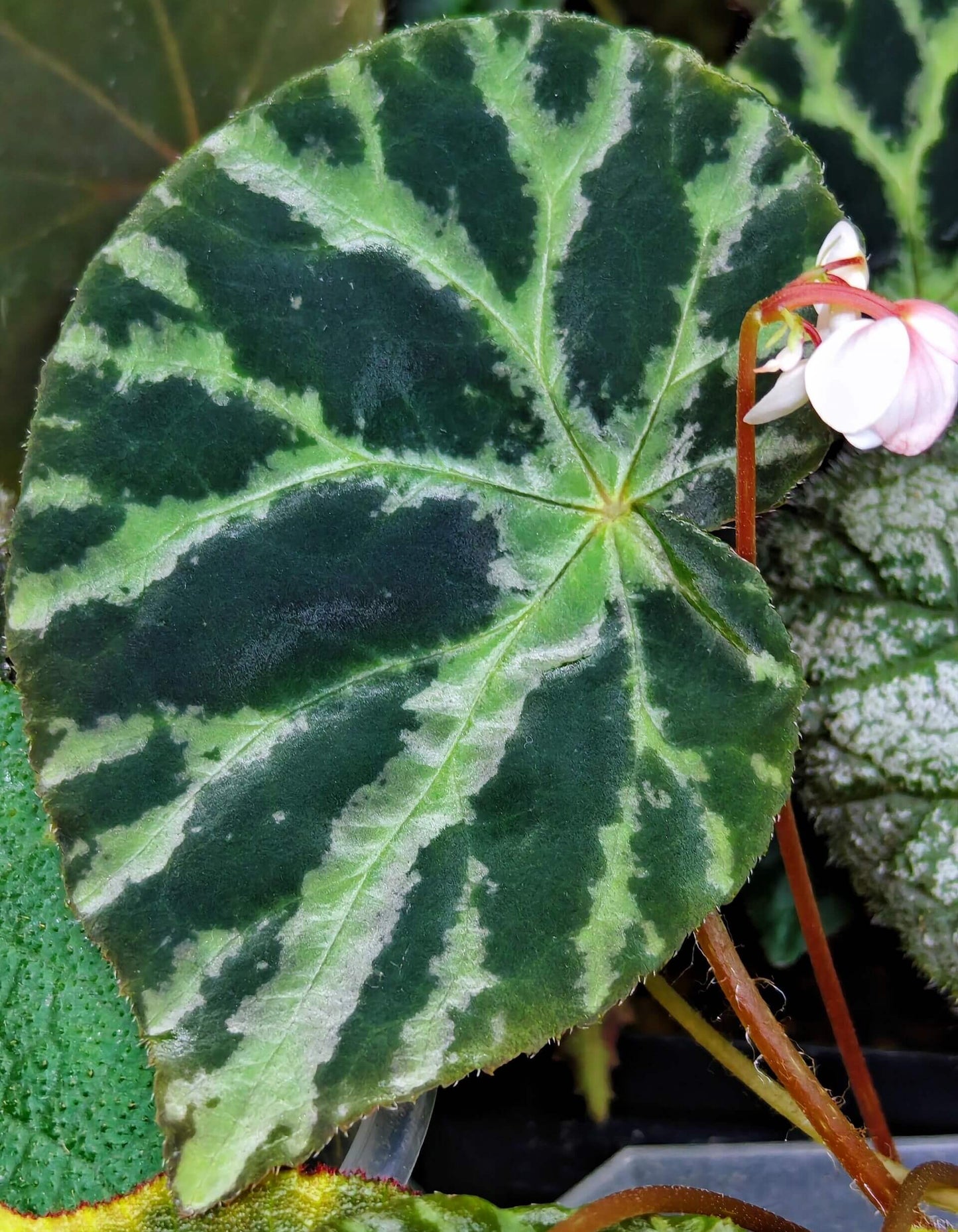 Begonia yizhouensis is a rare species of begonia native to the limestone hills of Guangxi, China. Known for its unique leaf texture and vibrant colors, this begonia is an ideal choice for plant collectors and enthusiasts. Due to its specific habitat requirements, this plant is relatively rare in the gardening world, making it a prized addition to any collection.