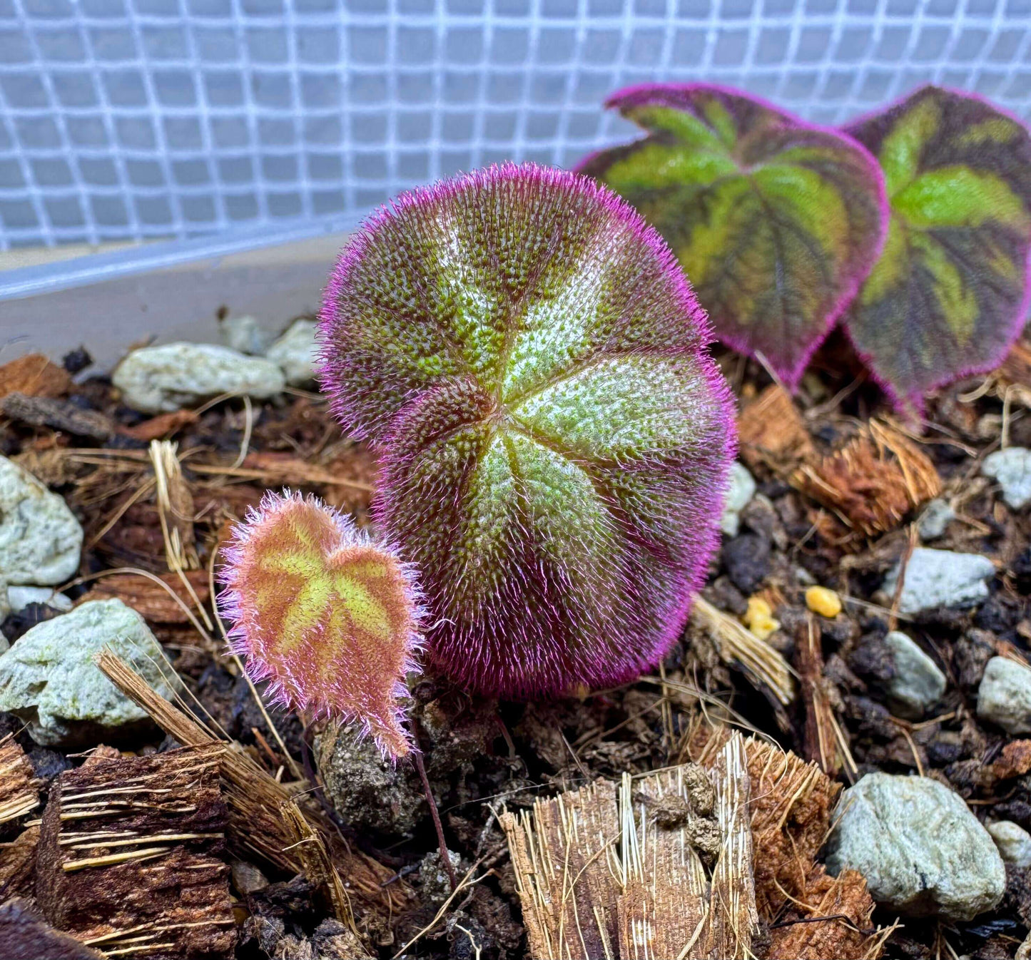 Begonia zhongyangiana is a recently discovered species native to the Motuo region in southeastern Tibet, China. Known for its unique orange-yellow flowers and distinct growth habit, this begonia is an excellent choice for plant enthusiasts and collectors looking for an exotic and rare addition to their collection.