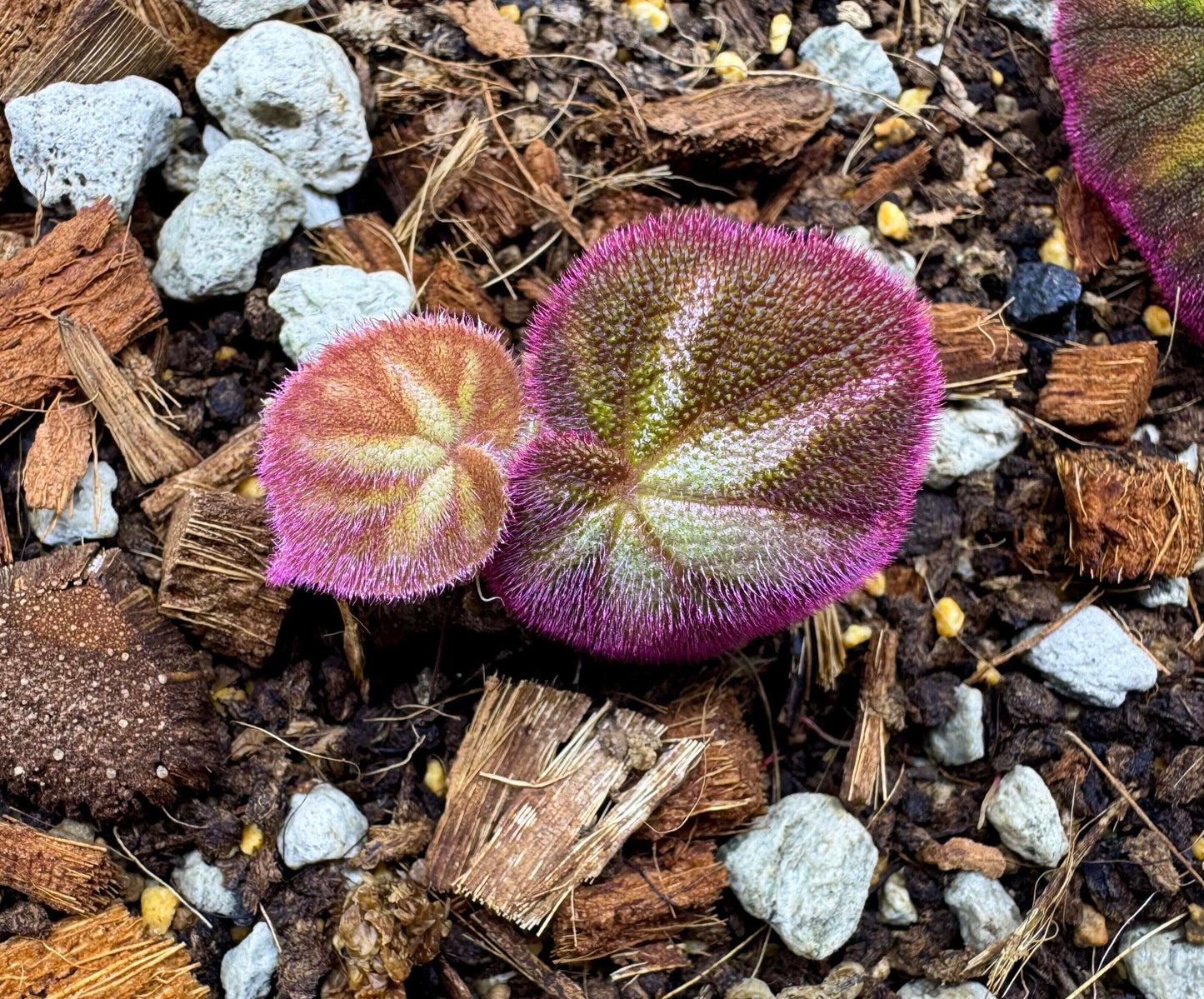 Begonia zhongyangiana is a recently discovered species native to the Motuo region in southeastern Tibet, China. Known for its unique orange-yellow flowers and distinct growth habit, this begonia is an excellent choice for plant enthusiasts and collectors looking for an exotic and rare addition to their collection.