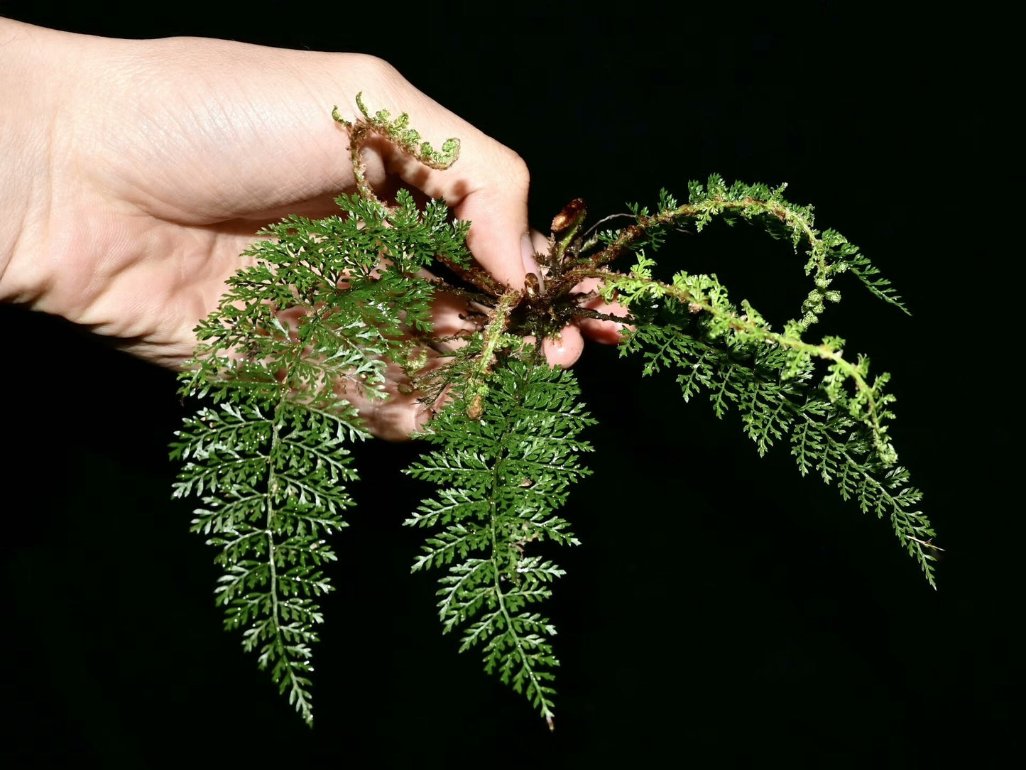 Polystichum alcicorne is a perennial fern native to temperate regions of China, thriving in shaded environments. It's well-suited for shaded garden areas and terrariums, offering attractive, arching fronds.