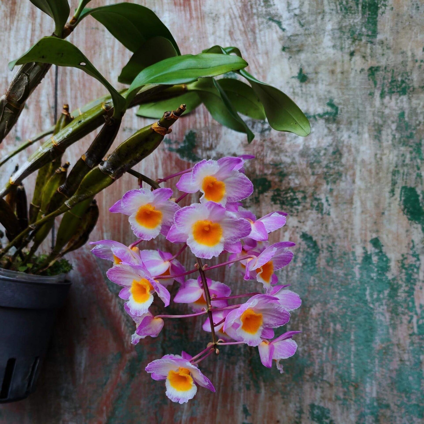 Dendrobium farmeri Pink Form is a captivating orchid variety, renowned for its delicate pink flowers and vibrant yellow lip. The flowers are small and fragrant, arranged in cascading sprays. The petals and sepals feature a soft pink hue, while the lip is bright yellow, often with a white fringe, creating a striking contrast that enhances the overall beauty of the plant.