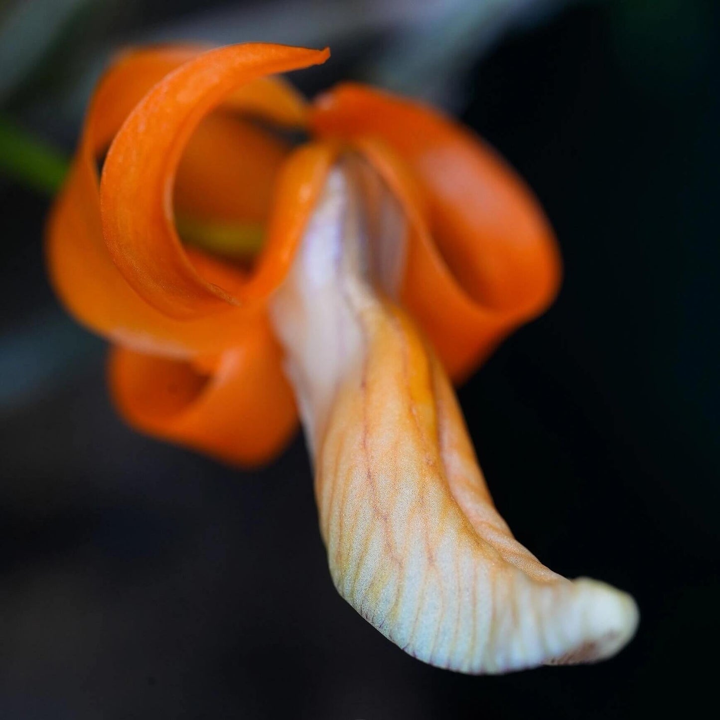 Dendrobium unicum is a captivating miniature orchid species native to Southeast Asia, particularly found in northern Thailand, Laos, and Vietnam. This species is celebrated for its striking orange flowers and distinctive growth habits.