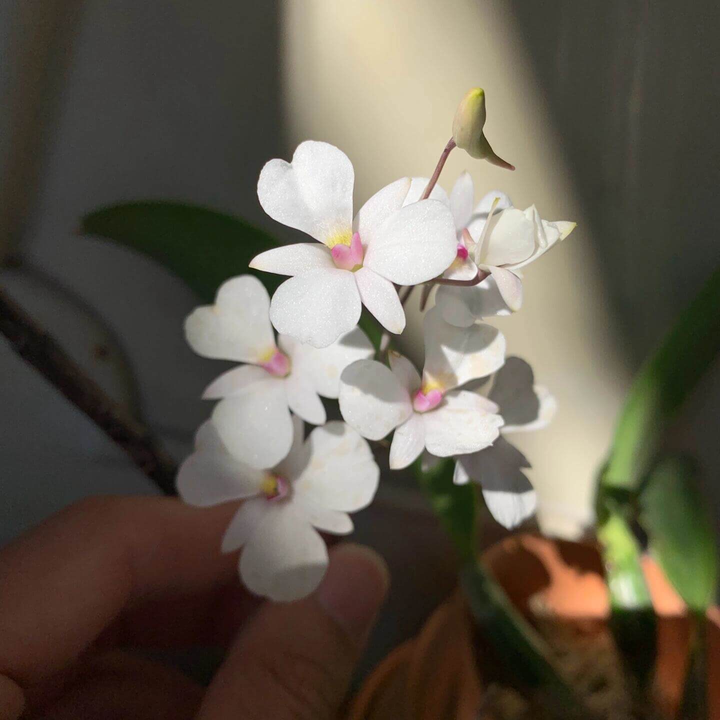 Dendrobium fytchianum is native to Myanmar (formerly Burma) and Malaysia, where it typically grows as an epiphyte on exposed tree branches overlooking rivers, at elevations of approximately 46–610 meters above sea level.