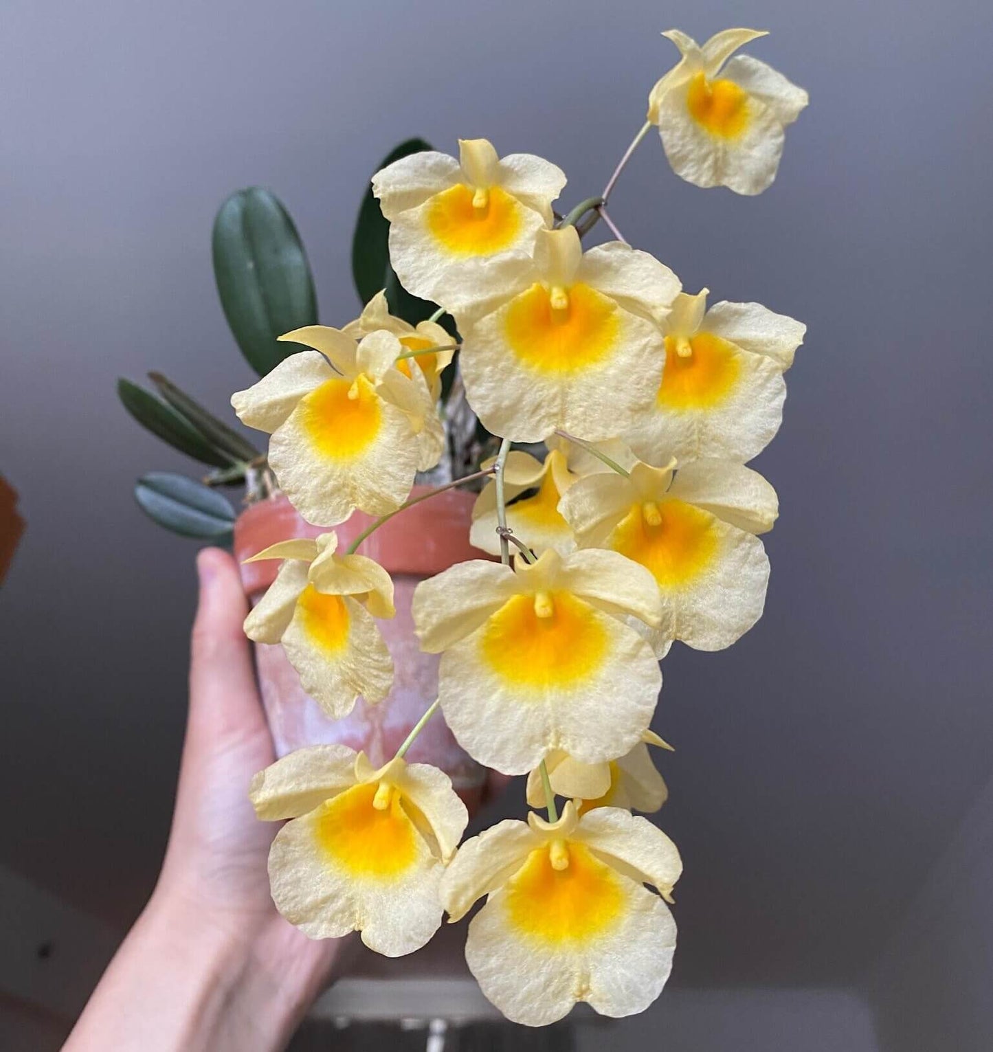 Dendrobium lindleyi is a striking epiphytic orchid native to Southeast Asia, including regions like Assam (India), Bangladesh, Myanmar, Thailand, Laos, Vietnam, and southern China. It thrives in mountainous areas at elevations ranging from 650 to 1,400 meters, where it grows on branches of deciduous trees.