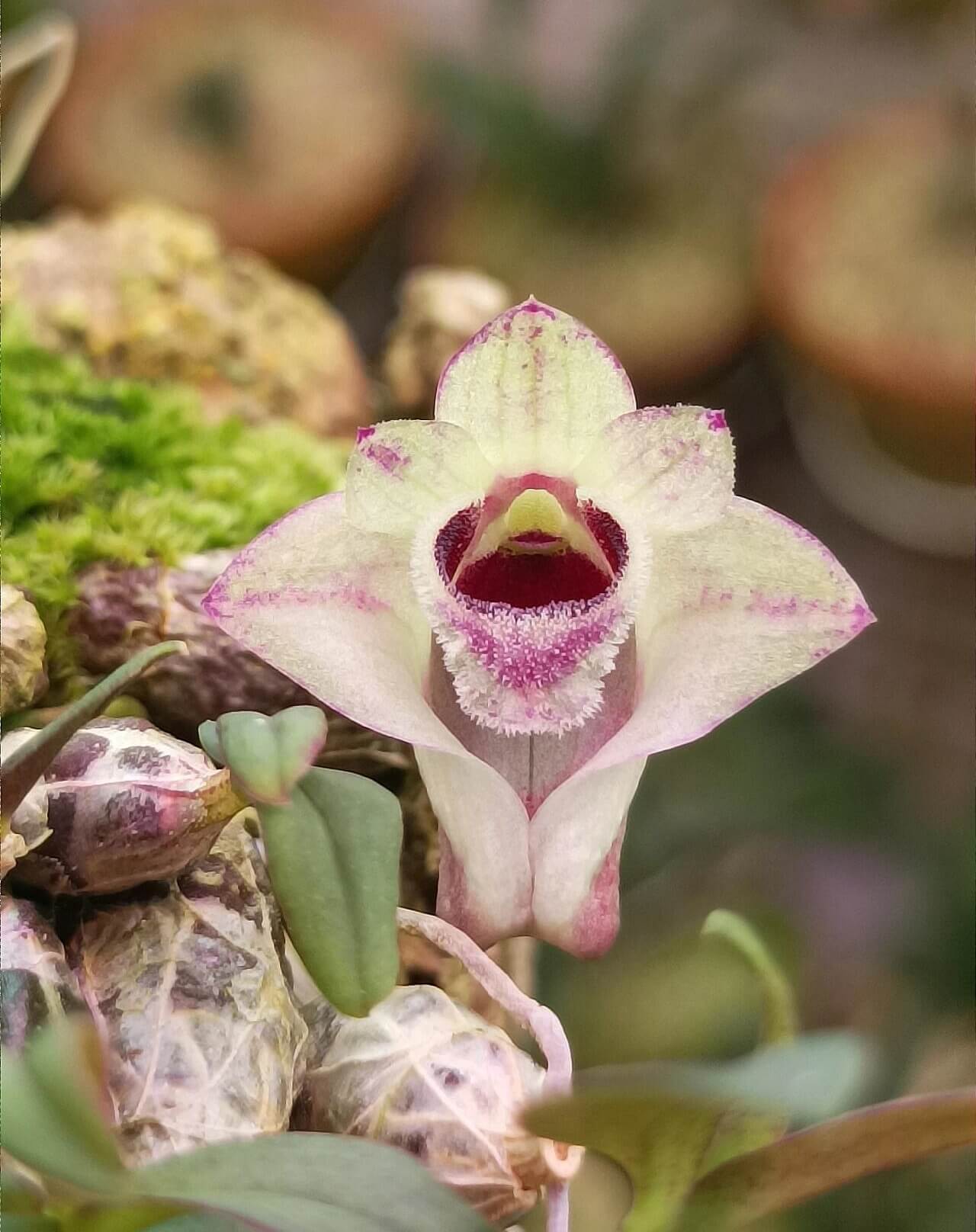 Dendrobium hekouense is a captivating miniature orchid species native to the subtropical highlands of Yunnan, China, and northern Vietnam. First described in 2011, it thrives in cool, humid environments at elevations of 1,000 to 2,000 meters above sea level, making it well-suited for terrariums.