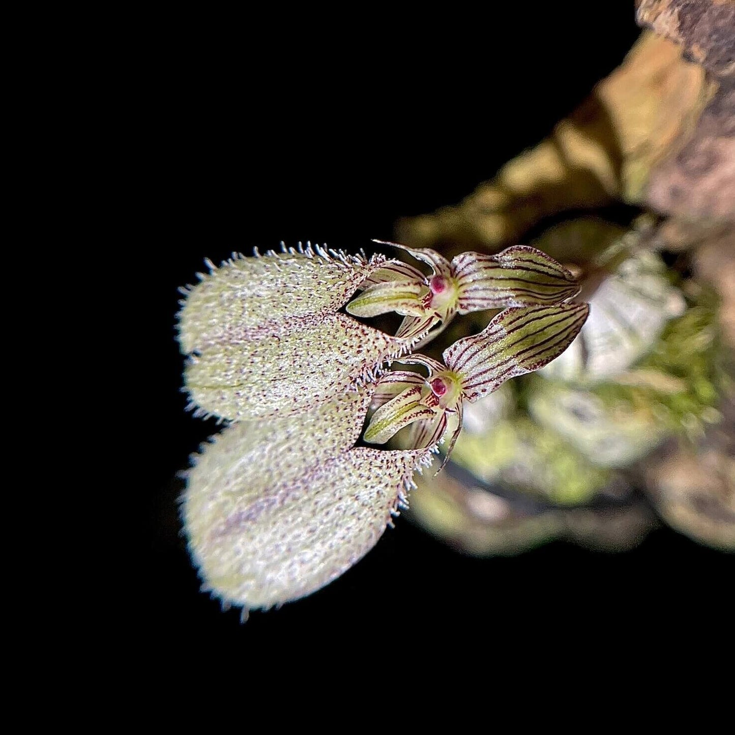 Bulbophyllum polliculosum is a rare and captivating miniature orchid species native to Southeast Asia, particularly found in regions like Myanmar, Thailand, Vietnam, and Laos. Known for its unique growth habit and delicate flowers, this orchid is a fascinating subject for orchid enthusiasts. Due to its specific environmental requirements, it thrives in warm, humid conditions, making it well-suited for terrariums, where humidity and temperature can be carefully controlled to replicate its natural habitat.