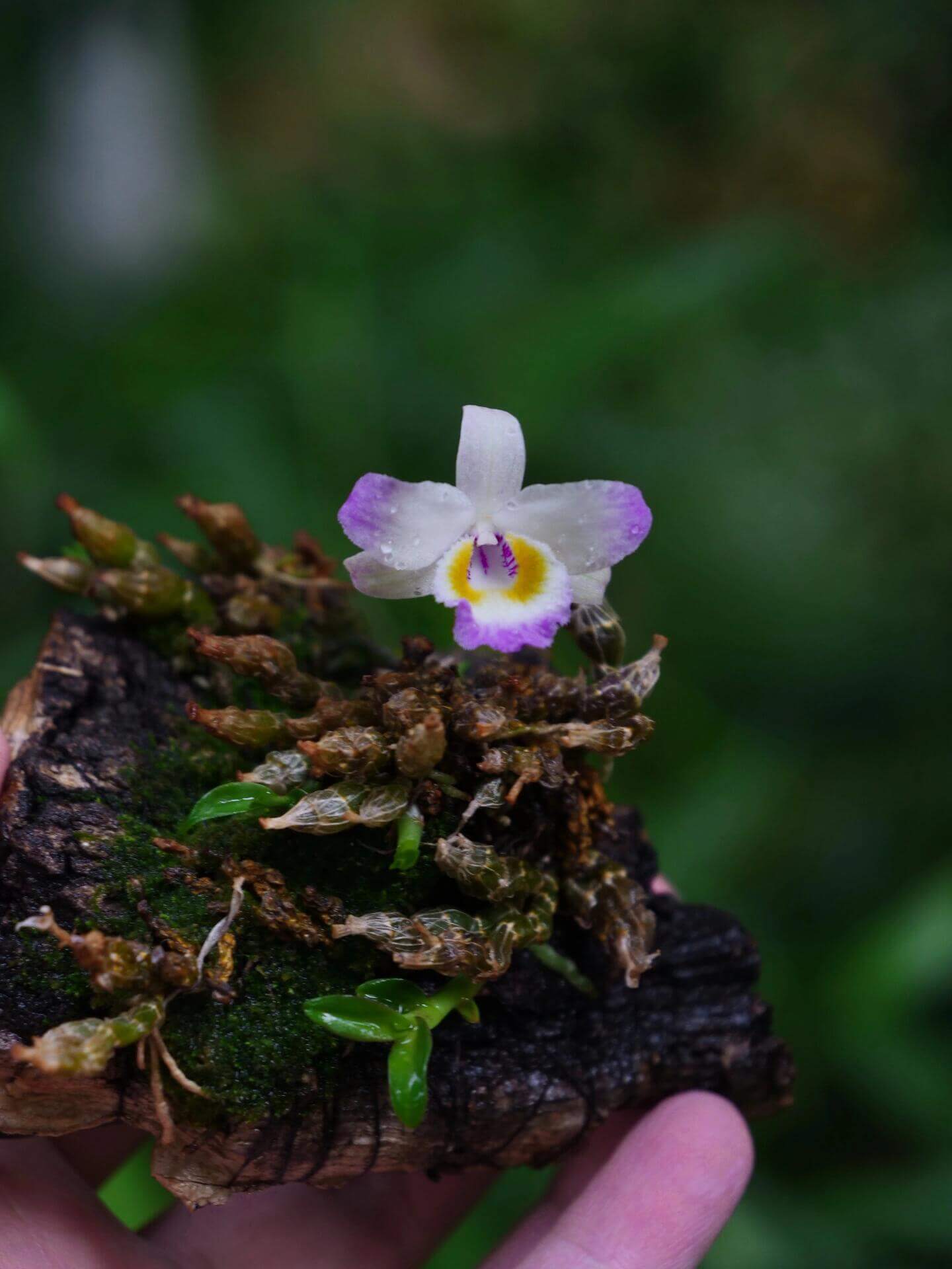Dendrobium wangliangii is a rare and delicate orchid species native to the temperate regions of northern Yunnan Province, China. This species is notable for its compact size and cold-growing nature, thriving at elevations between 1,000 and 2,200 meters in deciduous mixed and evergreen forests, often found on Quercus trees.