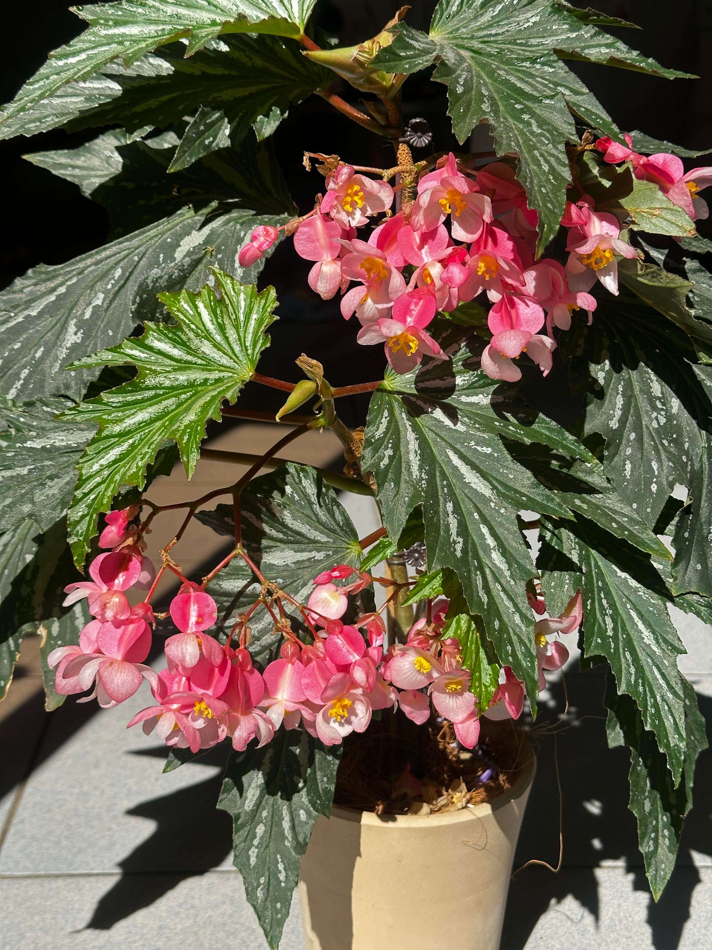 Begonia ‘Sophie Cecile’ (also known as ‘Sophia’ in some contexts) is a striking cane-stem or “angel wing” begonia cultivar first created by hybridizer Belva Nelson Kusler in 1961, via a cross between Begonia ‘Lenore Olivier’ and Begonia aconitifolia.