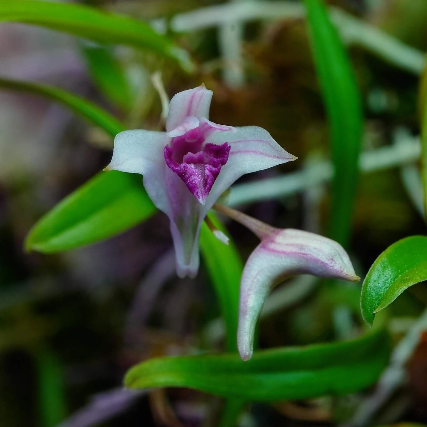 Dendrobium garrettii Seidenf. (1985) is an accepted species of miniature orchid endemic to Thailand, where it grows as an epiphyte in montane forests at elevations around 1800 meters.