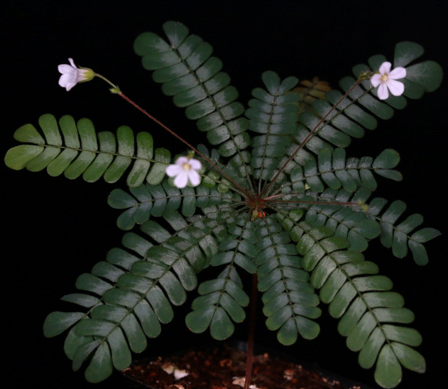 Biophytum fruticosum is a captivating tropical plant native to Southeast Asia, including regions like India, Thailand, Vietnam, and the Philippines. Known for its delicate, interactive leaf movements, this perennial herb makes a charming addition to any terrarium. With its ability to thrive in low light and high humidity, it creates an enchanting mini rainforest ecosystem right in your home.