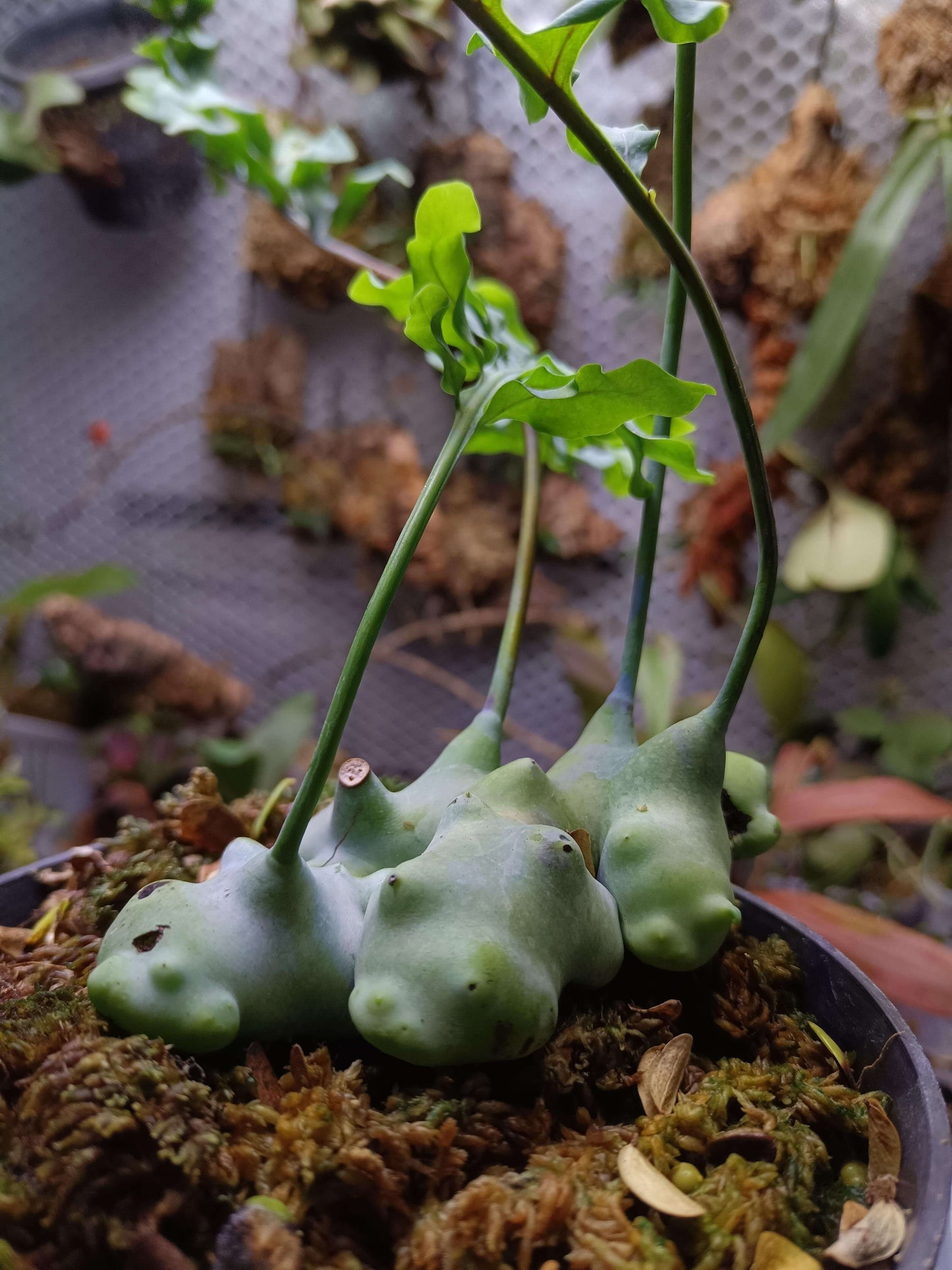 Lecanopteris deparioides, commonly known as the "Blue Ant Fern," is a fascinating epiphytic fern native to the rainforests of Malesia and New Guinea. This unique plant forms hollow, wax-covered rhizomes that provide shelter for symbiotic ants in the wild. While you don't need ants to cultivate it, replicating its natural habitat can help it thrive in your care.