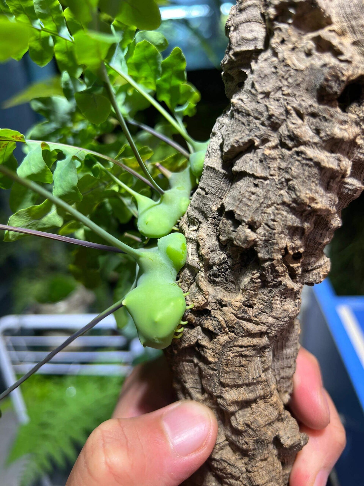 Lecanopteris deparioides, commonly known as the "Blue Ant Fern," is a fascinating epiphytic fern native to the rainforests of Malesia and New Guinea. This unique plant forms hollow, wax-covered rhizomes that provide shelter for symbiotic ants in the wild. While you don't need ants to cultivate it, replicating its natural habitat can help it thrive in your care.