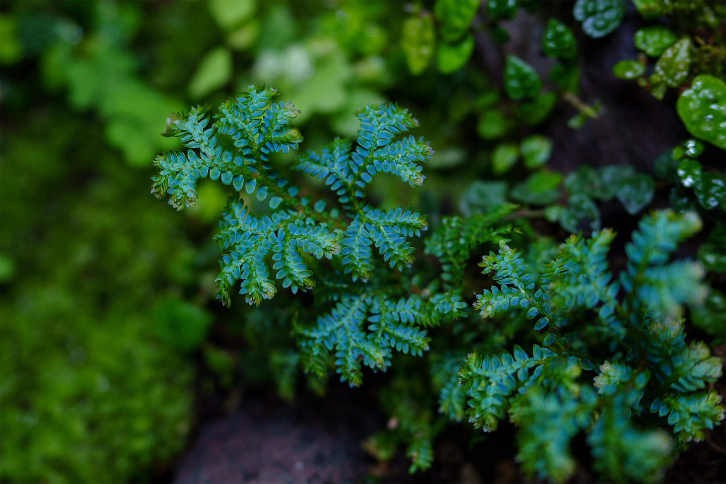 Selaginella uncinata, commonly known as blue spikemoss, is an easy-to-grow plant with a fast growth rate. Features: Leaves: Blue-green in color with a metallic sheen, the leaves are dense and soft. Stem: The stems spread along the ground, branching frequently, creating a fluffy, mat-like appearance. Ornamental Value: The leaves display a beautiful blue-green glow in the sunlight, making it highly ornamental.