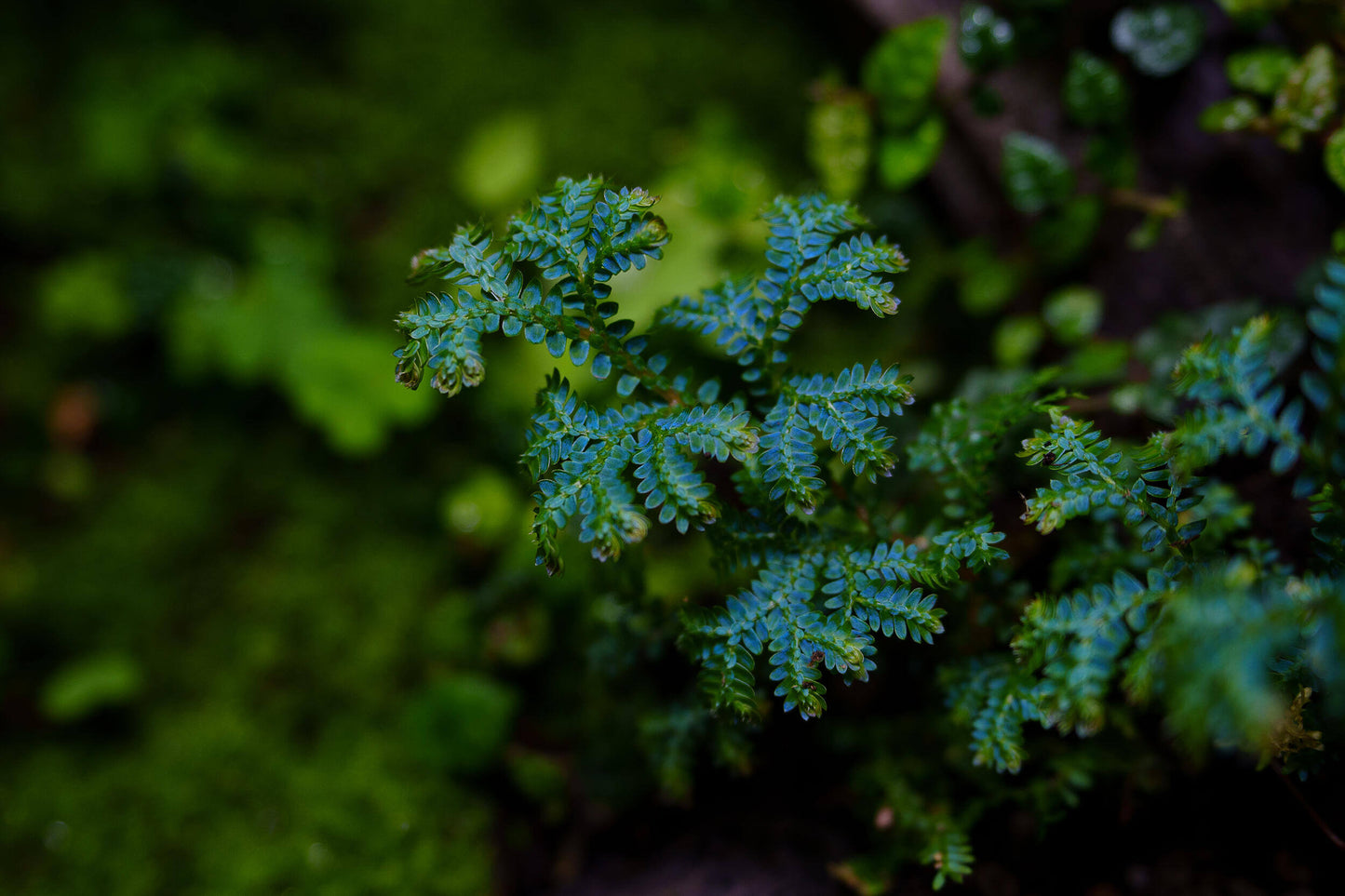 Selaginella uncinata, commonly known as blue spikemoss, is an easy-to-grow plant with a fast growth rate. Features: Leaves: Blue-green in color with a metallic sheen, the leaves are dense and soft. Stem: The stems spread along the ground, branching frequently, creating a fluffy, mat-like appearance. Ornamental Value: The leaves display a beautiful blue-green glow in the sunlight, making it highly ornamental.