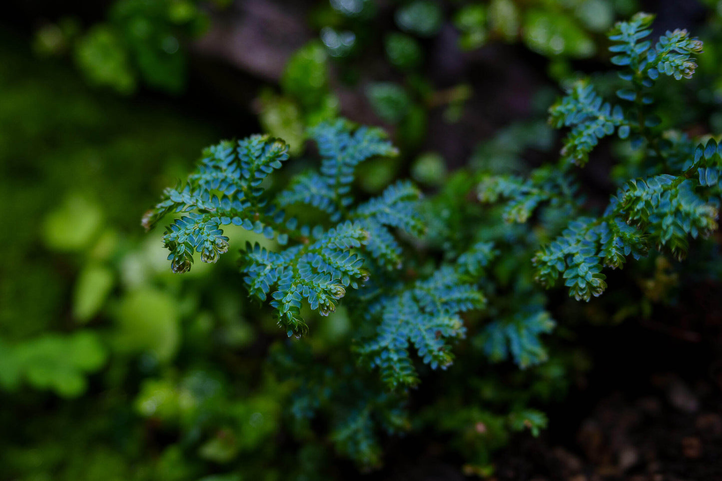 Selaginella uncinata, commonly known as blue spikemoss, is an easy-to-grow plant with a fast growth rate. Features: Leaves: Blue-green in color with a metallic sheen, the leaves are dense and soft. Stem: The stems spread along the ground, branching frequently, creating a fluffy, mat-like appearance. Ornamental Value: The leaves display a beautiful blue-green glow in the sunlight, making it highly ornamental.