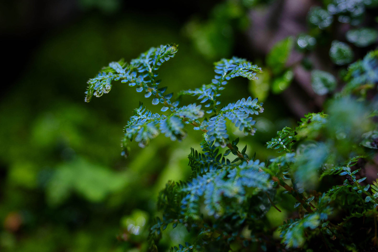 Selaginella uncinata, commonly known as blue spikemoss, is an easy-to-grow plant with a fast growth rate. Features: Leaves: Blue-green in color with a metallic sheen, the leaves are dense and soft. Stem: The stems spread along the ground, branching frequently, creating a fluffy, mat-like appearance. Ornamental Value: The leaves display a beautiful blue-green glow in the sunlight, making it highly ornamental.