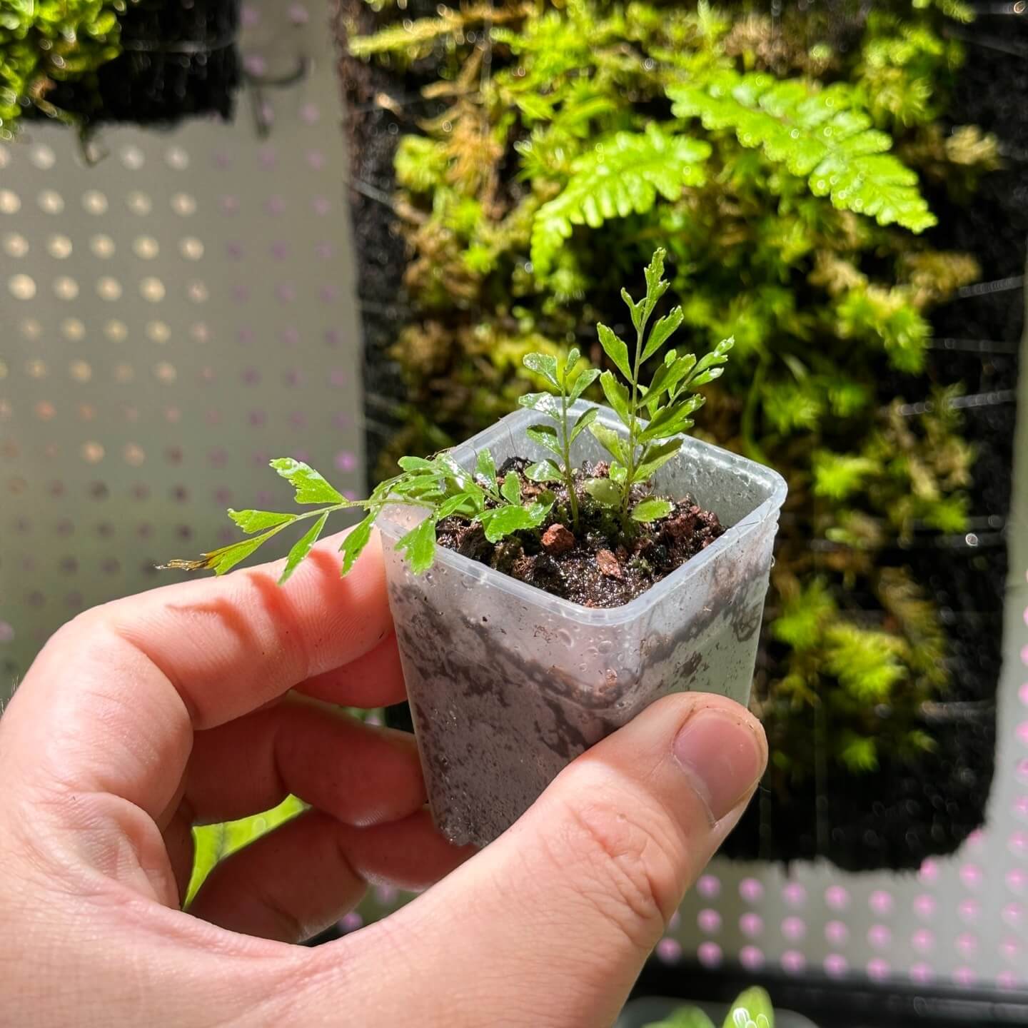 Bolbitis appendiculata is a rhizomatous fern from the Dryopteridaceae family, native to tropical and subtropical Asia, including regions like Taiwan, Borneo, and the Philippines. This fern thrives in shaded, moist environments, often found growing on rocks near streams or in riparian forests.