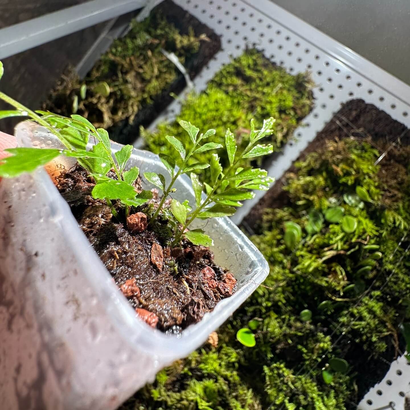 Bolbitis appendiculata is a rhizomatous fern from the Dryopteridaceae family, native to tropical and subtropical Asia, including regions like Taiwan, Borneo, and the Philippines. This fern thrives in shaded, moist environments, often found growing on rocks near streams or in riparian forests.