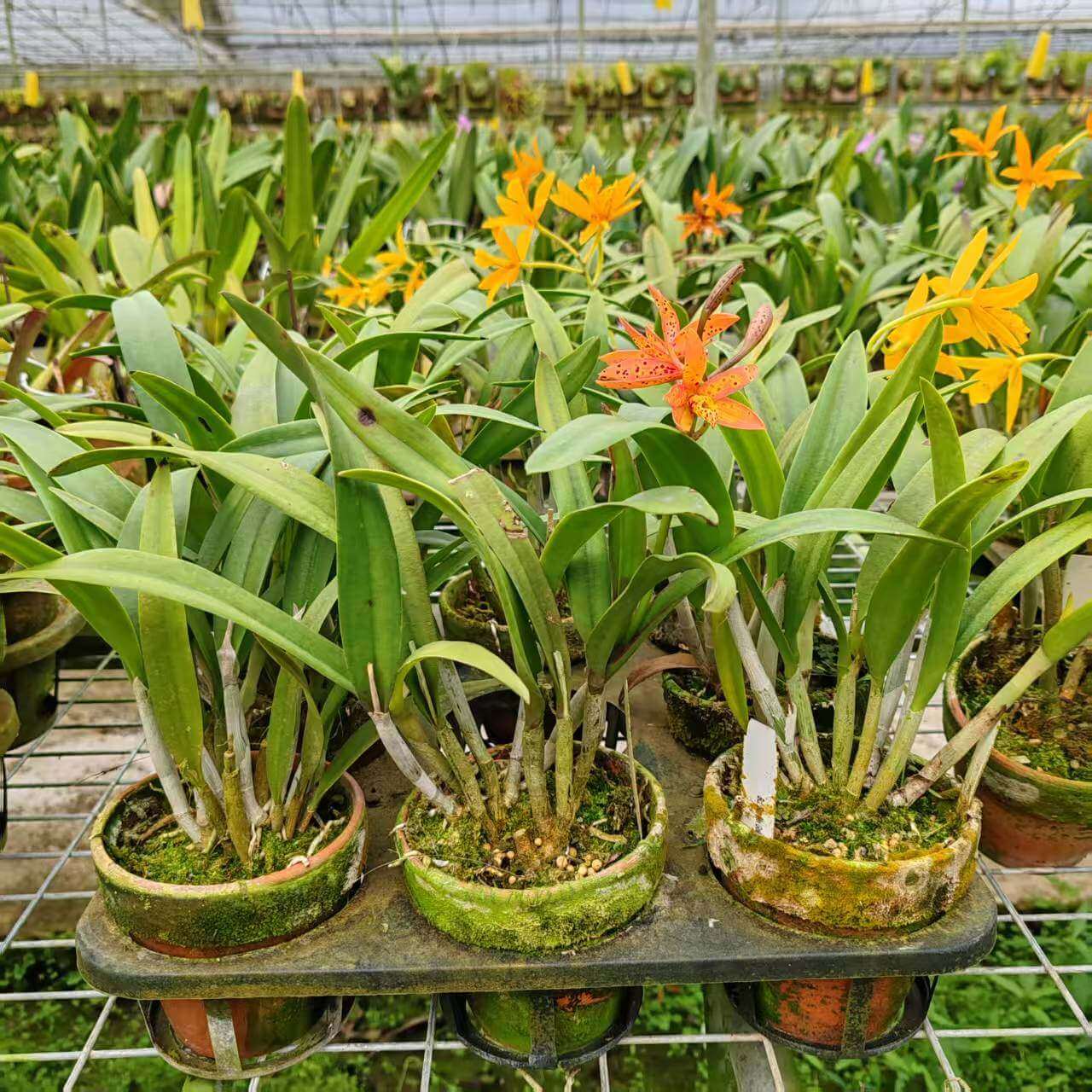 Brassocatanthe Sun Mei Gold is a hybrid resulting from a cross between Bc. Richard Mueller × Ctt. Sun Mei Star. Due to its parentage, this orchid combines traits from Brassocattleya and Cattlianthe ancestors, producing rich Cattleya-alliance flower forms with the added influence of fragrance associated with Brassavola heritage.