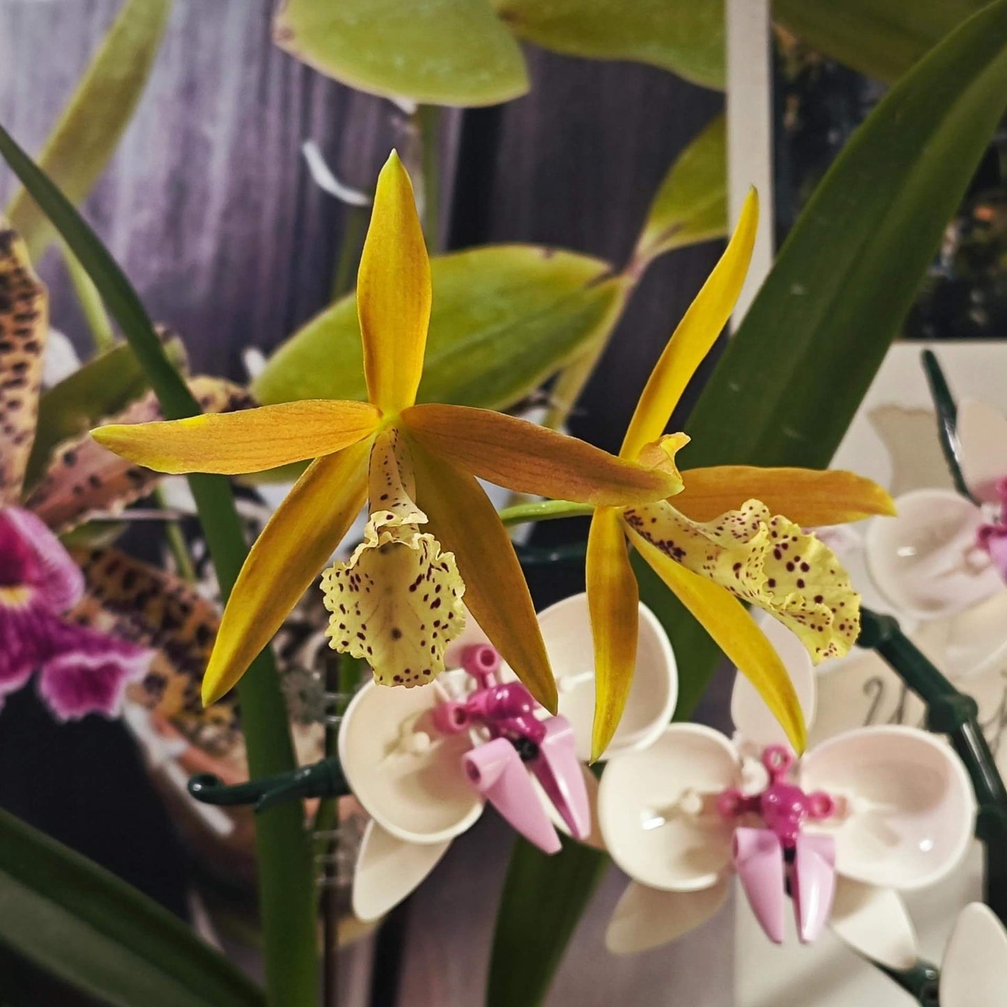 Brassocattleya Golden Glory ‘Apollo’ SM/TOGA is a cultivated orchid in the Brassocattleya group, produced from a cross of Brassocattleya Richard Mueller × Cattleya tenebrosa. The flowers are known for their large size (~7 cm) and striking golden yellow color with persimmon orange highlights, often featuring a magenta‑veined trumpet‑shaped lip.