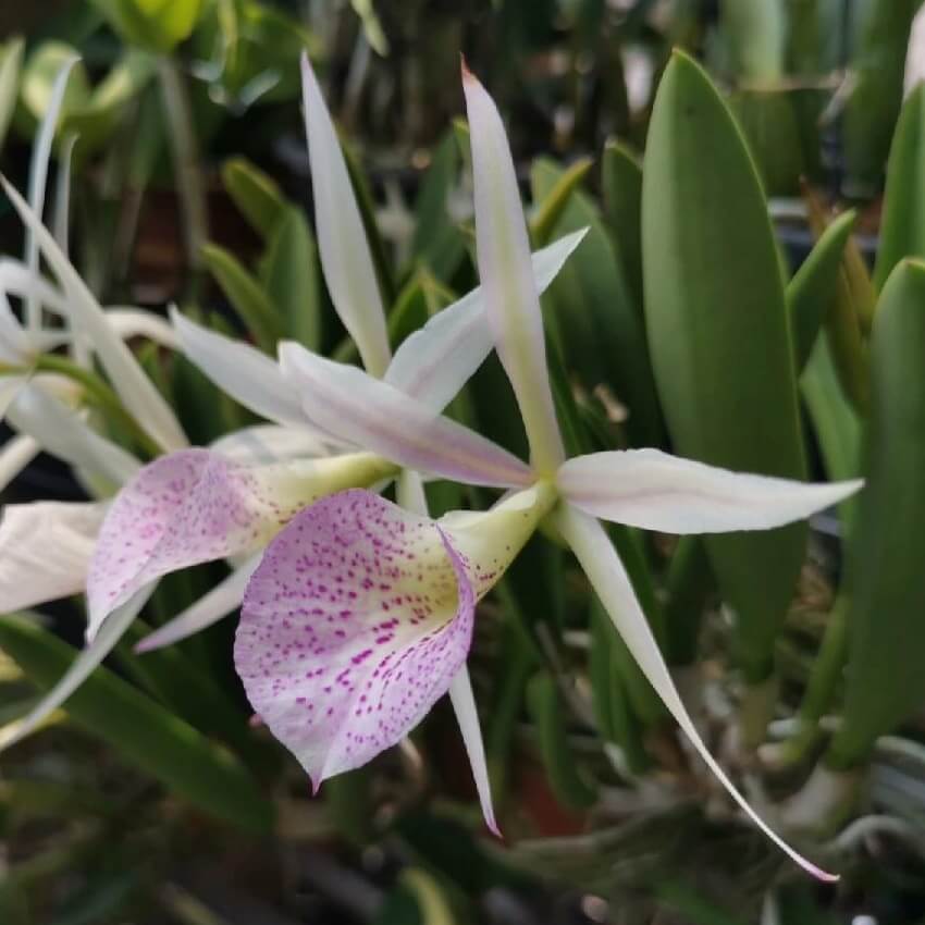 Brassocattleya Nanipuakea ‘Dogashima’ (abbreviated Bc. Nanipuakea ‘Dogashima’) is an intergeneric orchid hybrid in the Brassocattleya group—a blend of Brassavola and Cattleya genetics that often produces showy, often fragrant flowers.