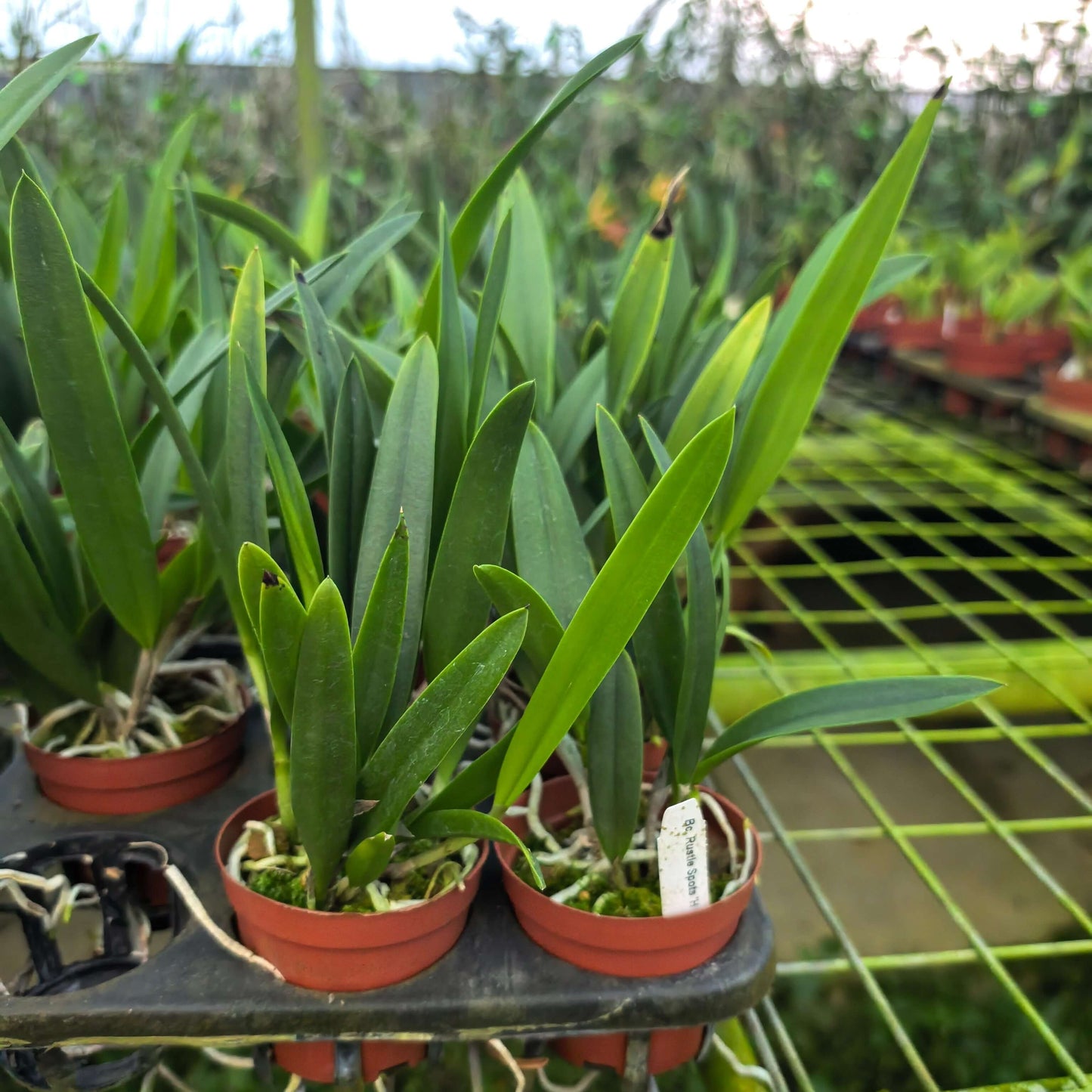 Brassocattleya Rustic Spots ‘H&R’ is a Cattleya-alliance intergeneric hybrid resulting from a cross between Bc. Richard Mueller × Cattleya Landate. This orchid is noted for its striking spotted flowers, typically displaying a butterscotch to deep yellow background accented with wine-red spots or irregular squiggles.