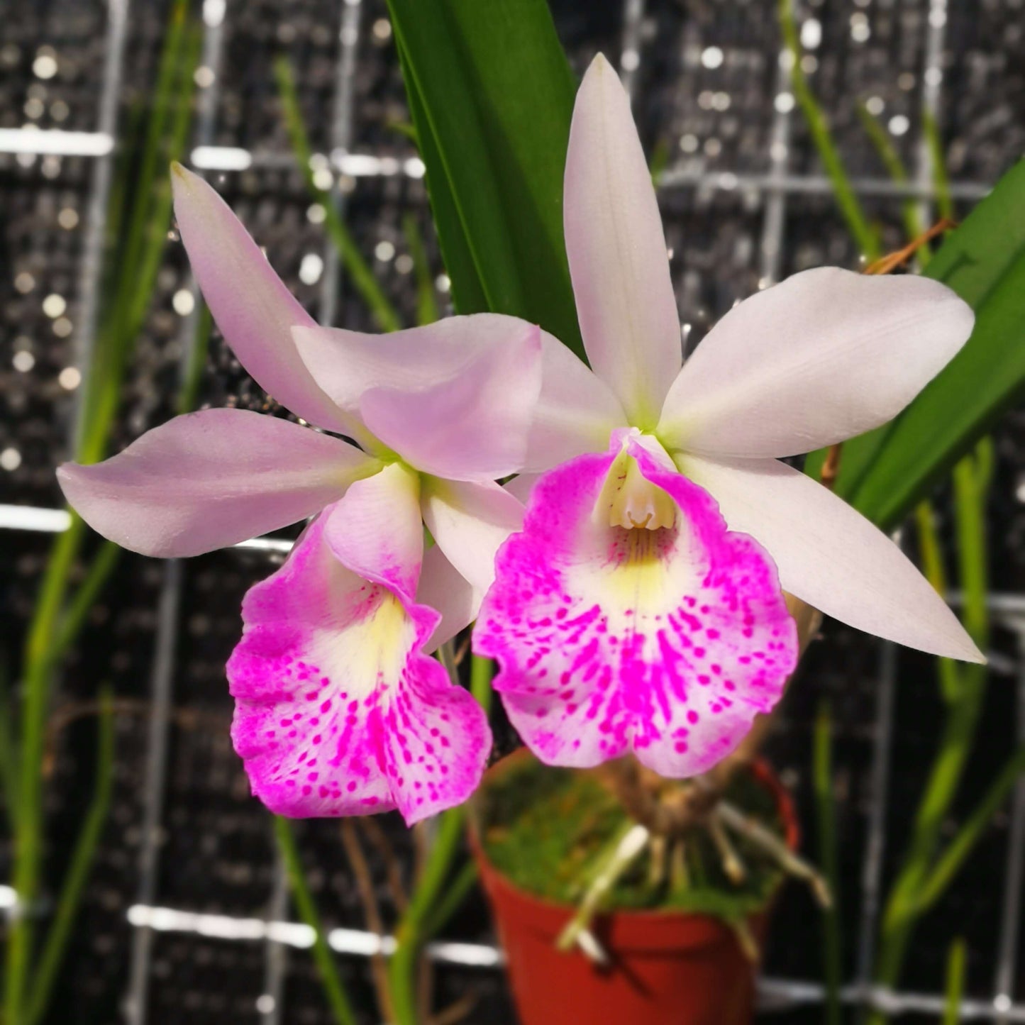 Brassocattleya (Mem. Robert Strait × nodosa)