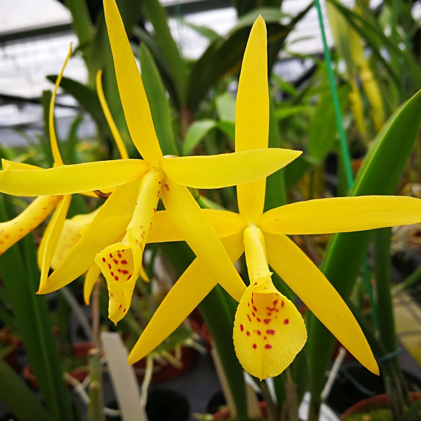 Brassocattleya (Richard Mueller × (Cherry Torte × harporphylla))