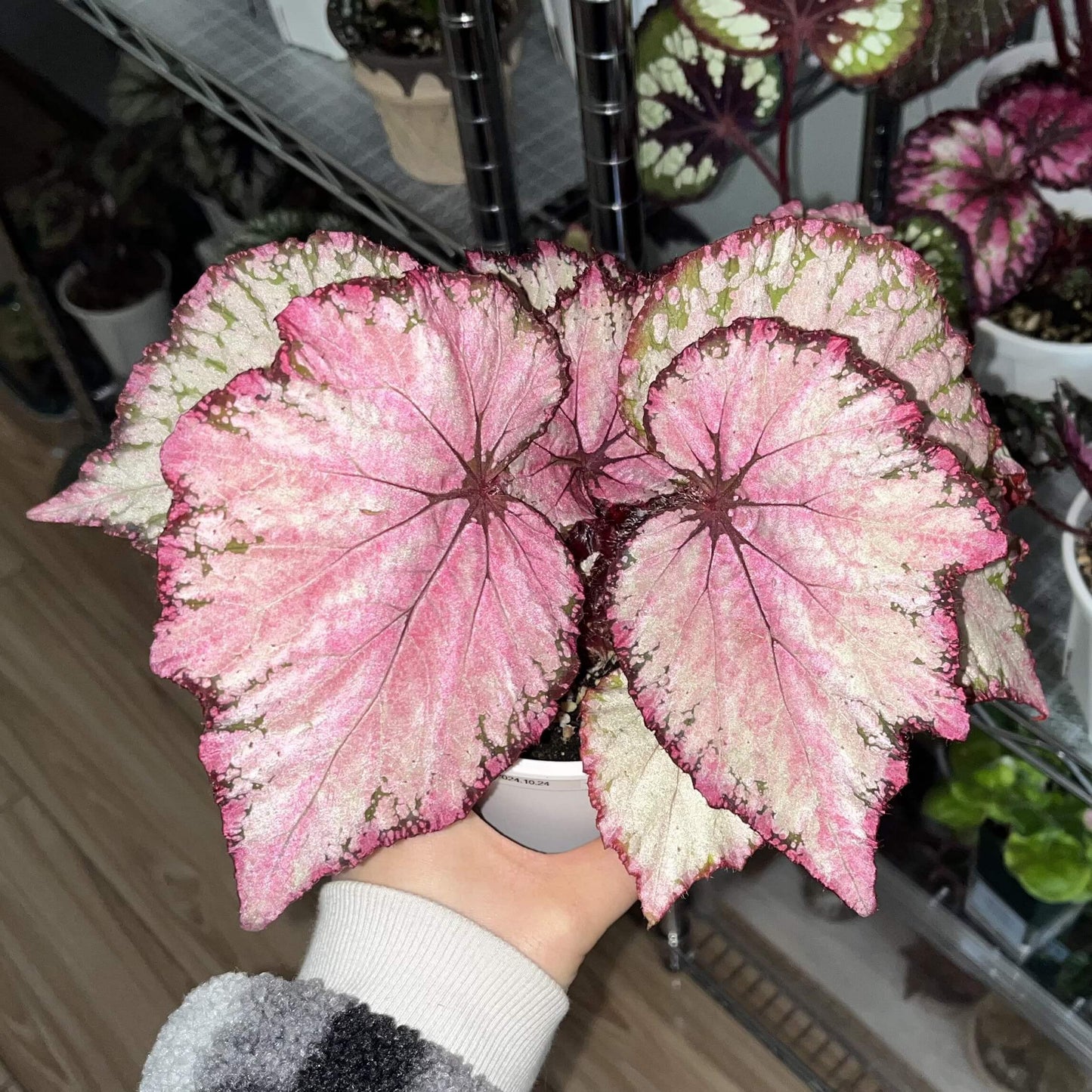 Begonia February – A stunning ornamental Begonia variety with silver-pink shimmering leaves, perfect for adding a touch of elegance to any home or garden.