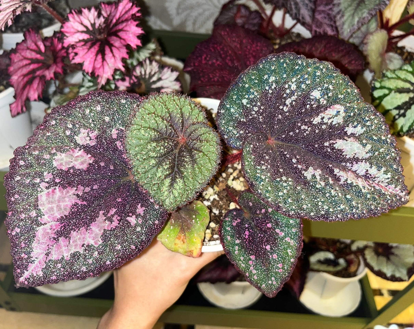 Begonia Antares – A stunning and unique variety of decorative-leaved Begonia, known for its large, spirally curling leaves and soft texture. This beautiful plant is perfect for collectors and those looking to add a touch of elegance to their home or garden.