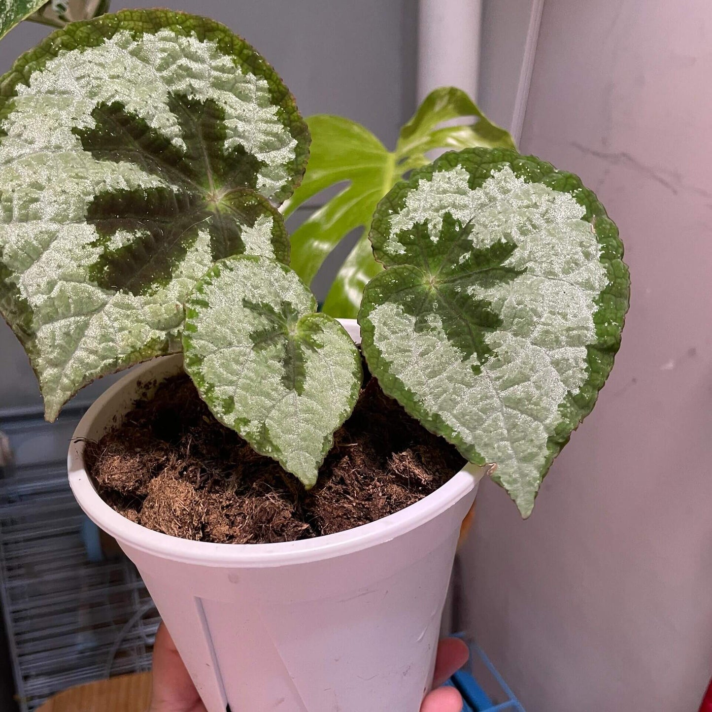 Begonia lanternaria is a stunning rhizomatous begonia native to the humid forests of Guangxi (China) and Vietnam. This begonia is prized for its large, asymmetrical leaves that are pale green with a nearly silver hue, accented by a bold dark vein running through them. The green, slightly hairy stems and small white to pale pink flowers further add to its charm. This plant thrives in its natural habitat on limestone rocks and requires specific care to replicate those conditions.
