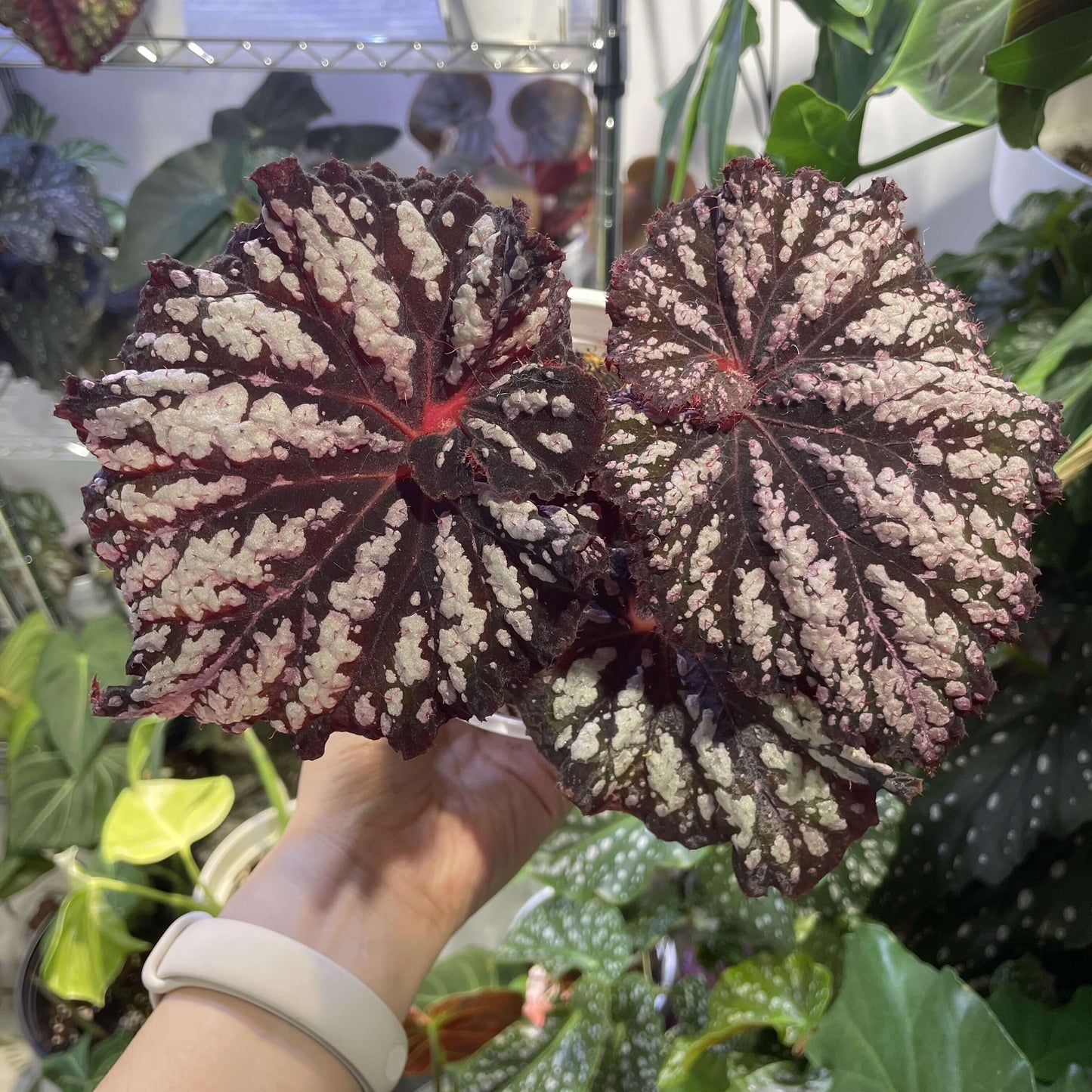 Begonia Be Happy is a stunning ornamental begonia, developed by the renowned Dimetris breeders. Known for its vibrant foliage and eye-catching patterns, this begonia brings a cheerful and lively touch to any indoor space.