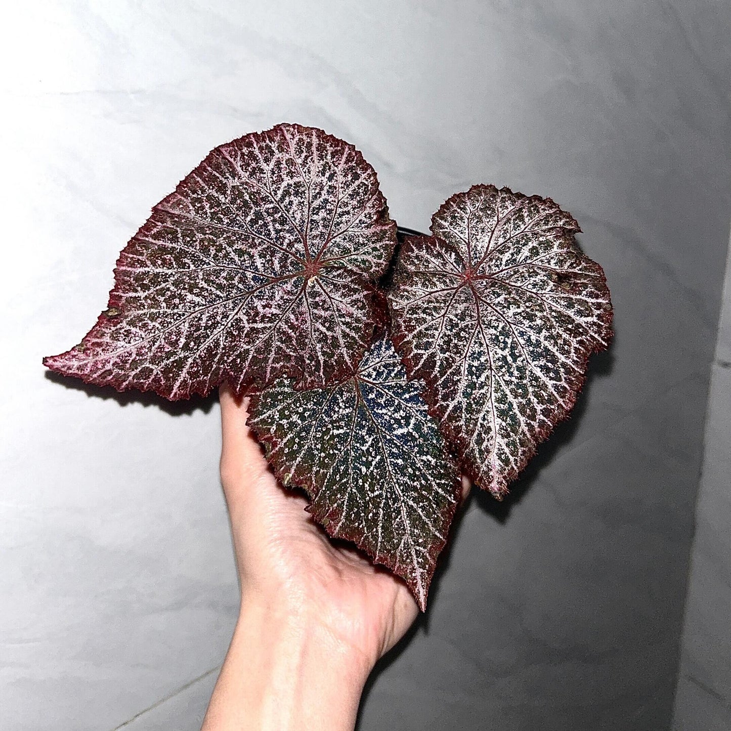 The Begonia Chocolate Lace is a decorative-leaf variety known for its eye-catching foliage. The deep black or dark purple leaves are adorned with a silver lace-like pattern, adding an elegant touch to any room. Ideal for indoor spaces, this begonia will bring a unique and sophisticated flair to your home decor.