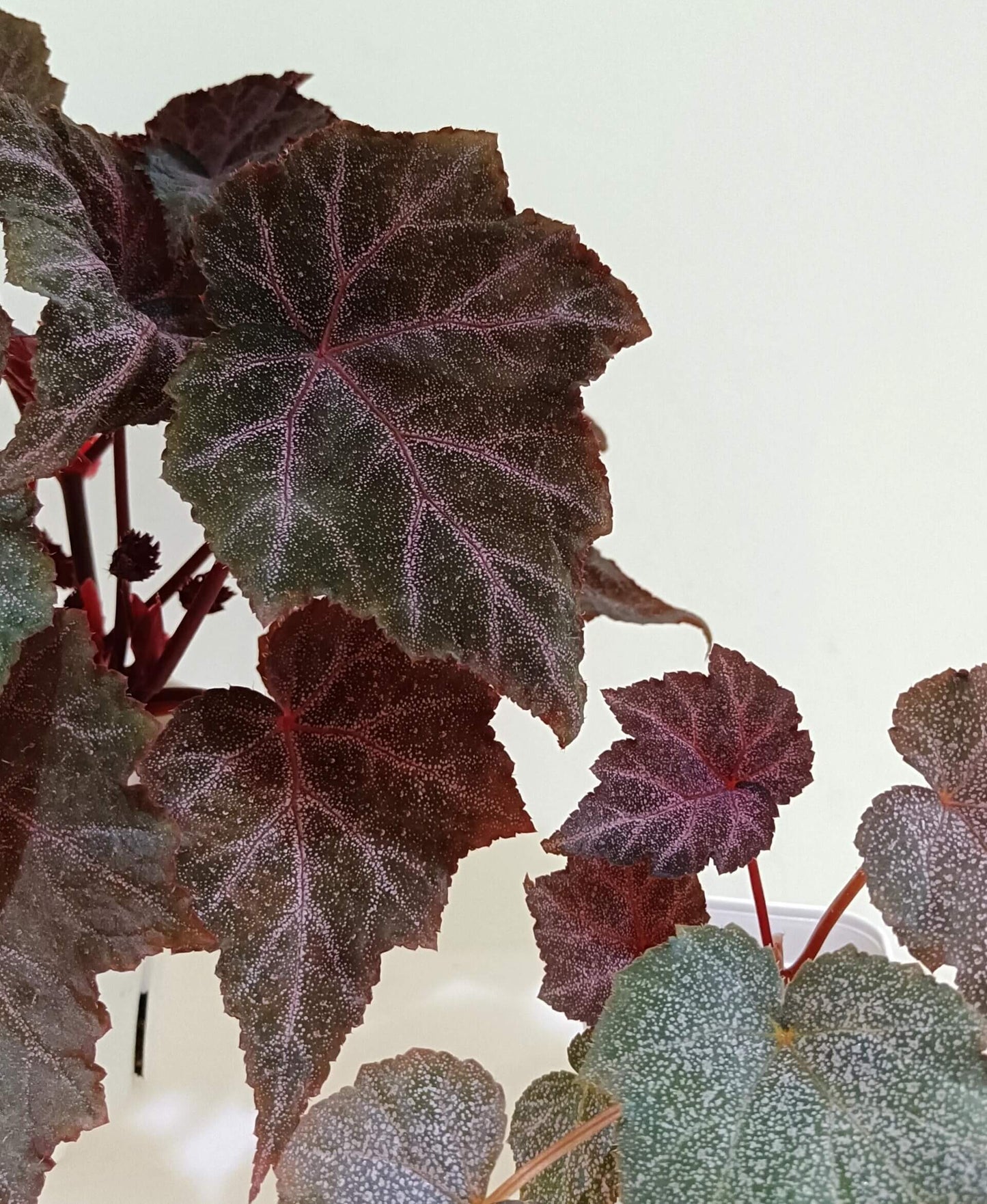 Begonia Robin is a striking plant with deep, dark-colored leaves, featuring vibrant purple-red veins. The leaves are sprinkled with star-like spots, giving it a unique appearance. Under low light conditions, the leaves will reflect a beautiful bluish hue, adding an extra layer of charm.