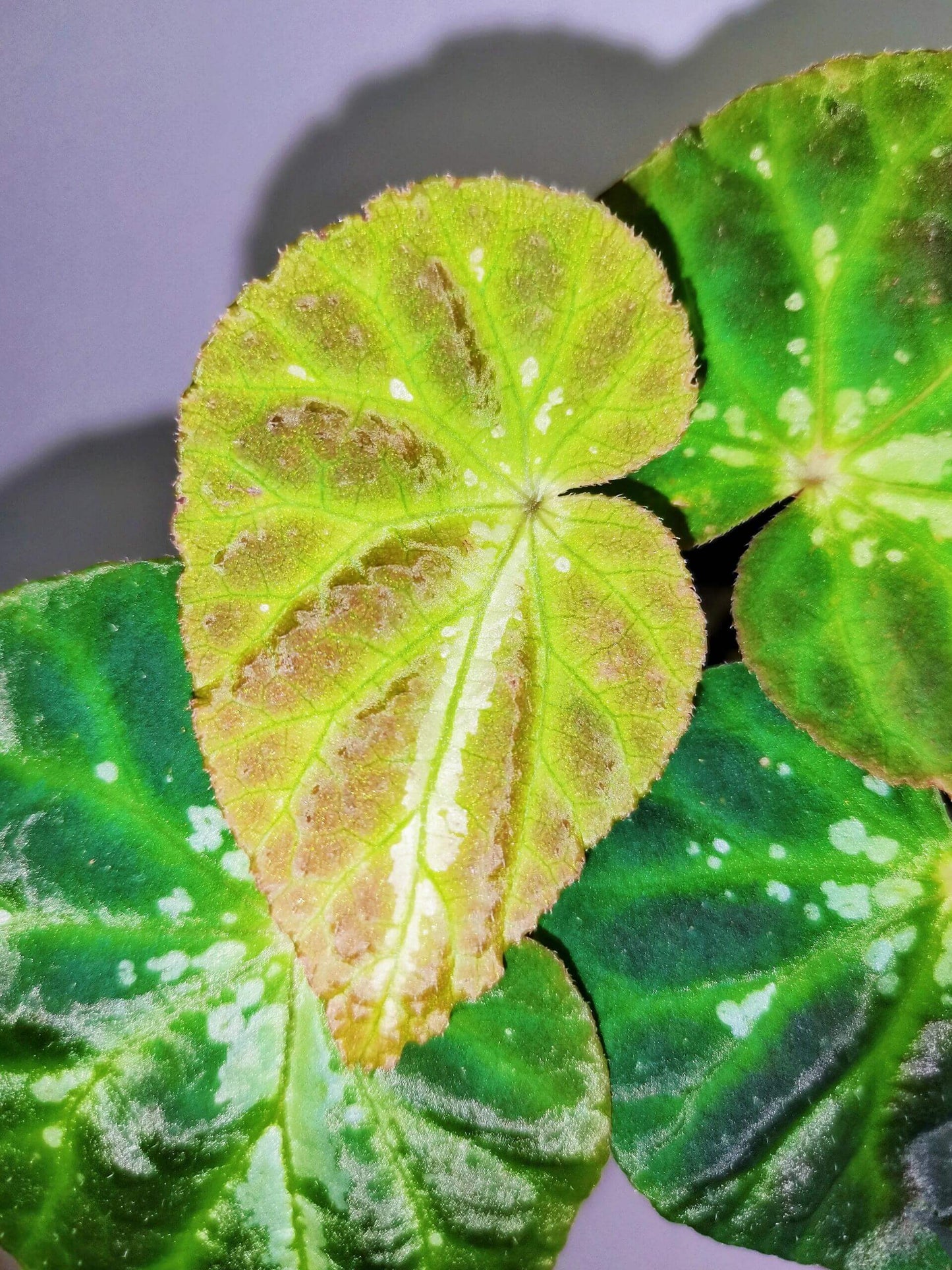 Comet Begonia (Begonia Species)Native to Guangxi, China, the Comet Begonia is a unique begonia variety known for its striking leaves covered in prominent white spots, resembling a comet streaking through the night sky. In low light conditions, the leaves may even take on a beautiful blue hue, adding to its captivating allure. The metallic sheen on its leaves gives it a dazzling effect under different lighting, making it a constantly changing beauty in your home.