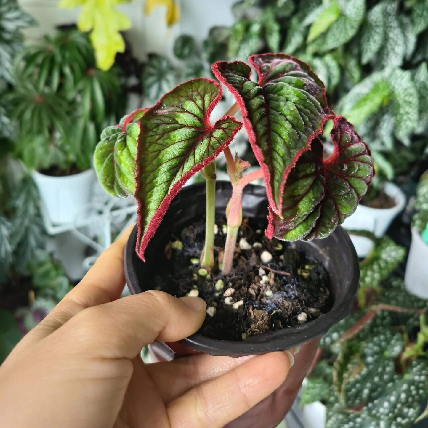 A stunning and unique addition to any plant collection, Begonia cathayana is a native species from the mountainous regions of China, specifically Guangxi and Yunnan. With its attractive foliage and eye-catching blooms, it’s perfect for plant enthusiasts looking for something special.