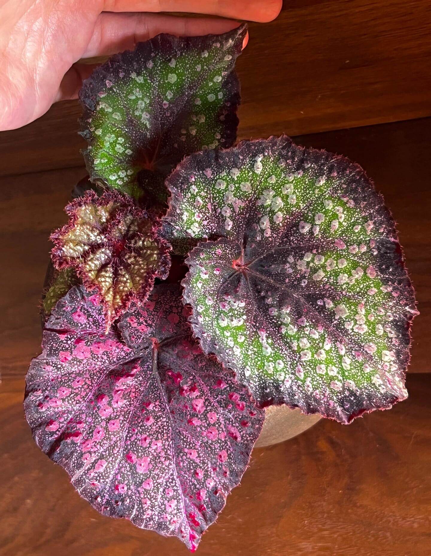 Begonia Raspberry – A stunning, compact Rex Begonia variety with striking elongated, oval-shaped leaves adorned with raspberry-like spots. This variety is a true gem for collectors and plant enthusiasts alike.