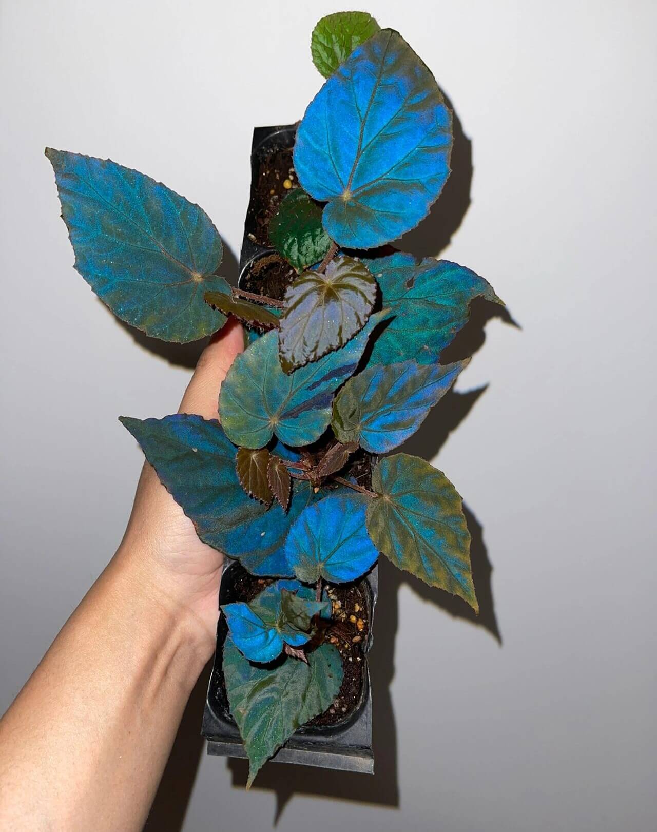 Begonia pavonina, often referred to as the Peacock Begonia, is a striking and visually captivating plant. Known for its unique, iridescent leaves that resemble the vibrant colors of a peacock's feathers, this begonia is a true showstopper in any indoor garden.