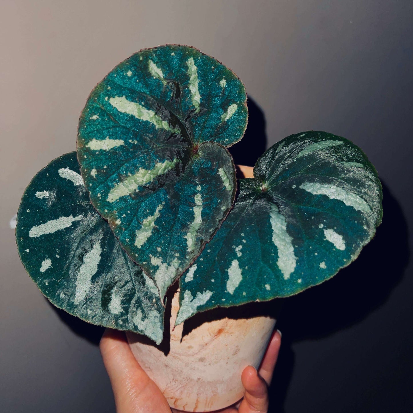 Begonia balansana is a charming Begonia species native to the mountainous regions of northern Vietnam, particularly around Mount Ba Vi. Known for its distinctive foliage and adaptability, this plant is perfect for plant collectors and enthusiasts looking to add a beautiful, unique species to their collection.