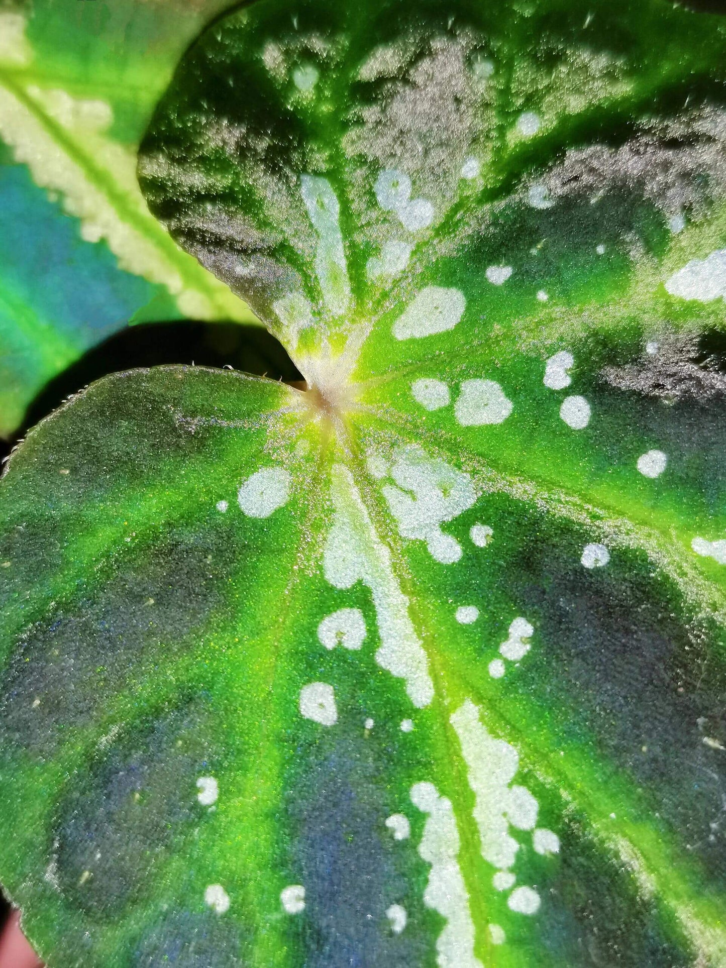 Comet Begonia (Begonia Species)Native to Guangxi, China, the Comet Begonia is a unique begonia variety known for its striking leaves covered in prominent white spots, resembling a comet streaking through the night sky. In low light conditions, the leaves may even take on a beautiful blue hue, adding to its captivating allure. The metallic sheen on its leaves gives it a dazzling effect under different lighting, making it a constantly changing beauty in your home.