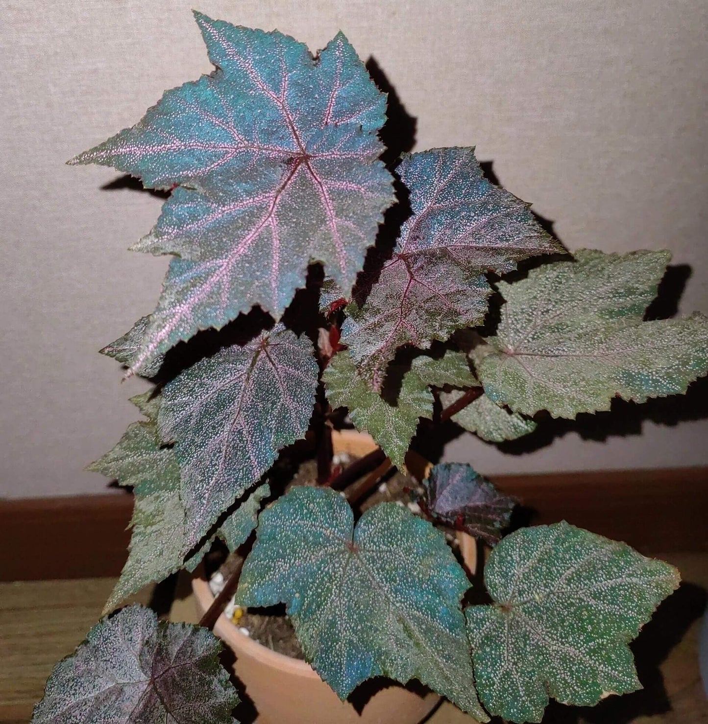 Begonia Robin is a striking plant with deep, dark-colored leaves, featuring vibrant purple-red veins. The leaves are sprinkled with star-like spots, giving it a unique appearance. Under low light conditions, the leaves will reflect a beautiful bluish hue, adding an extra layer of charm.